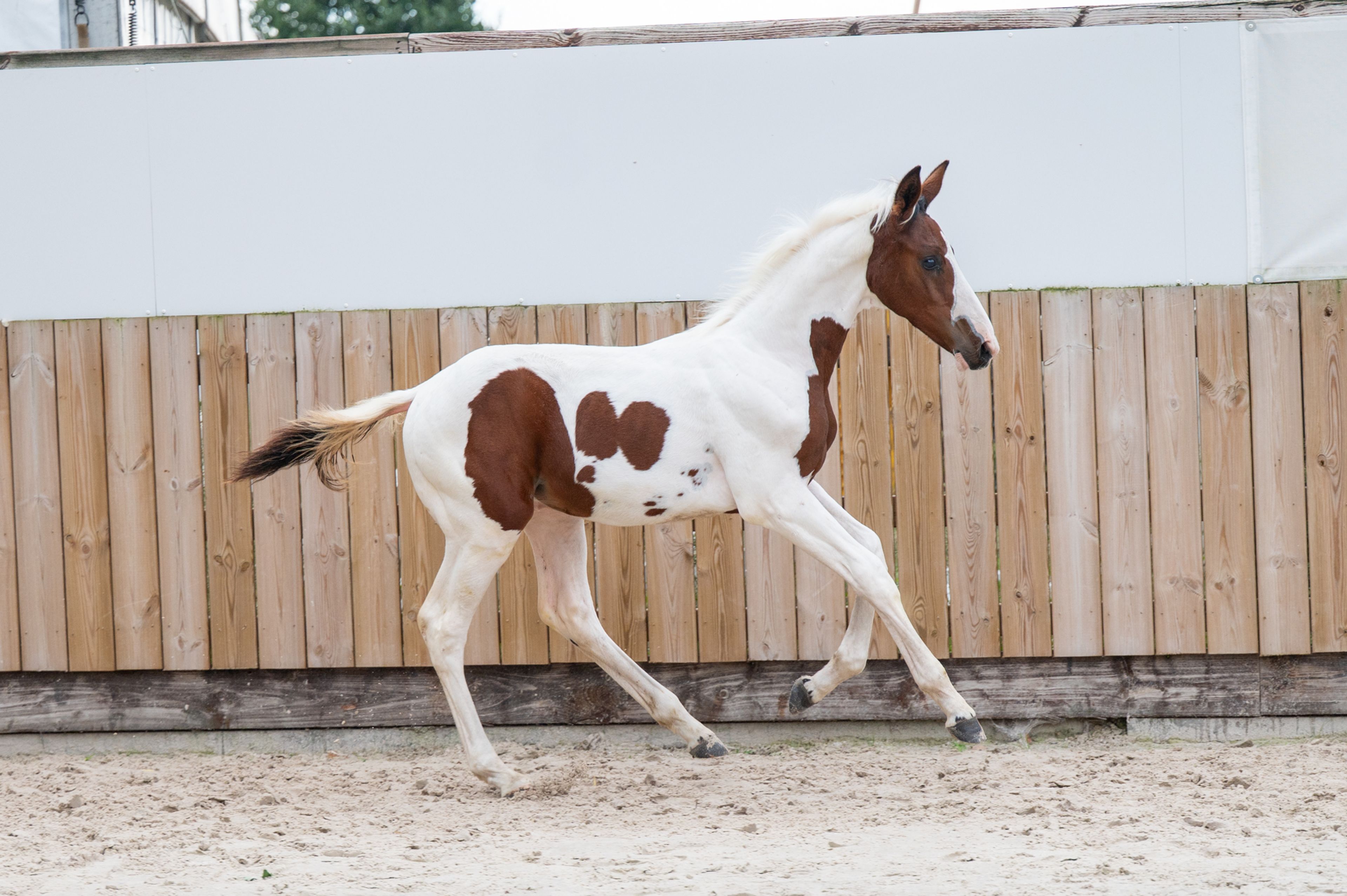 Frenchquebeau van Erpekom Z (Homozygous Tobiano) (FRENCH LOOK VAN ERPEKOM Z x QANTHAGO VAN'T HUKA) - Image 14