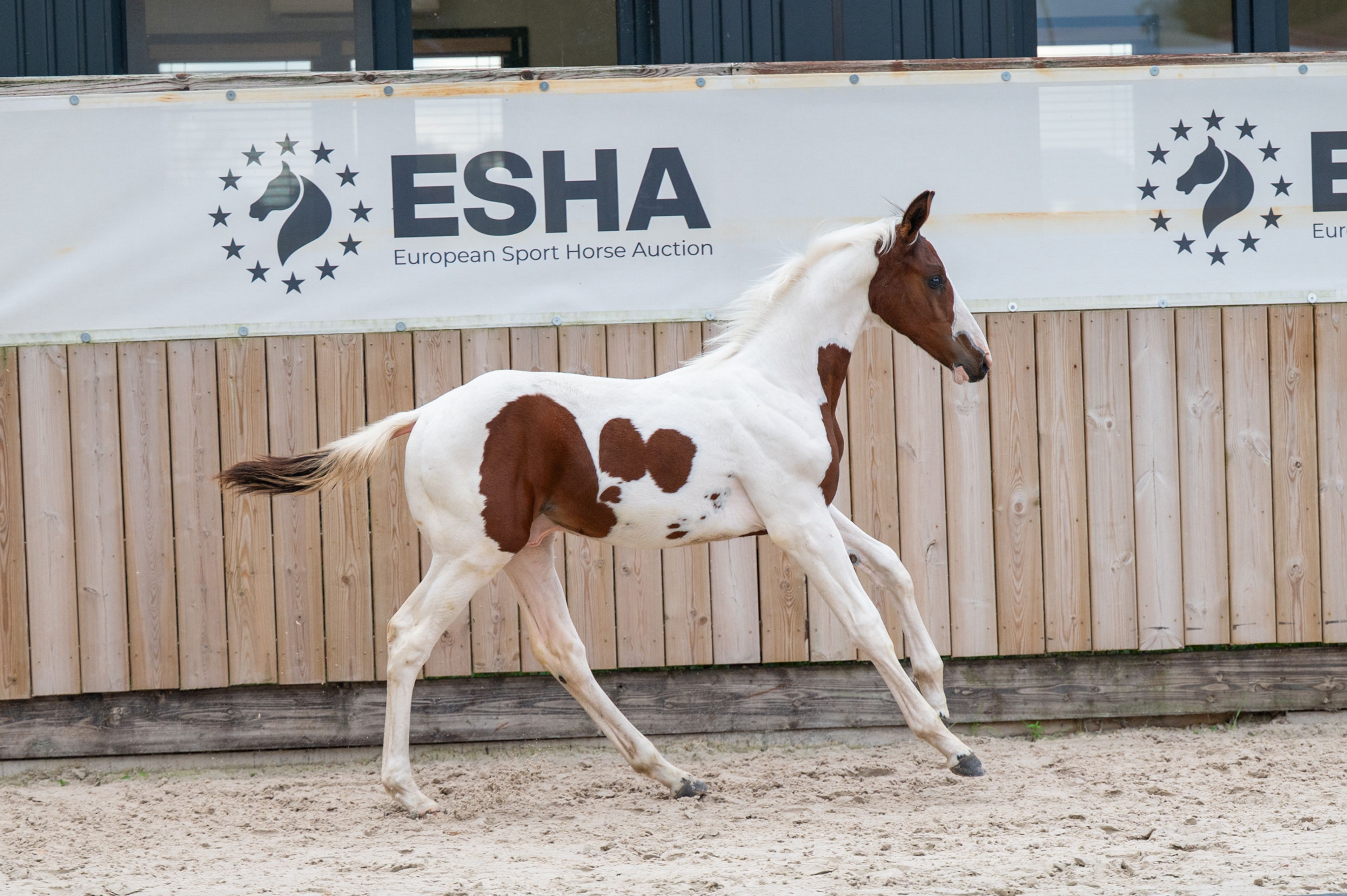 Frenchquebeau van Erpekom Z (Homozygous Tobiano) (FRENCH LOOK VAN ERPEKOM Z x QANTHAGO VAN'T HUKA) - Image 15
