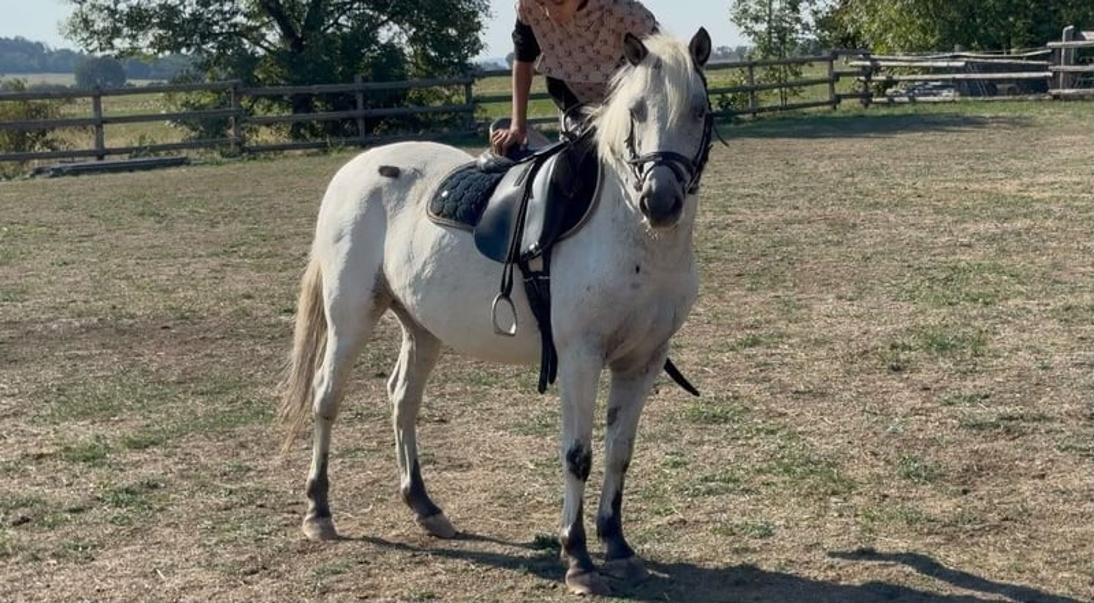 Incredibly sweet and well-behaved pony gelding, a dream pony for children!!!