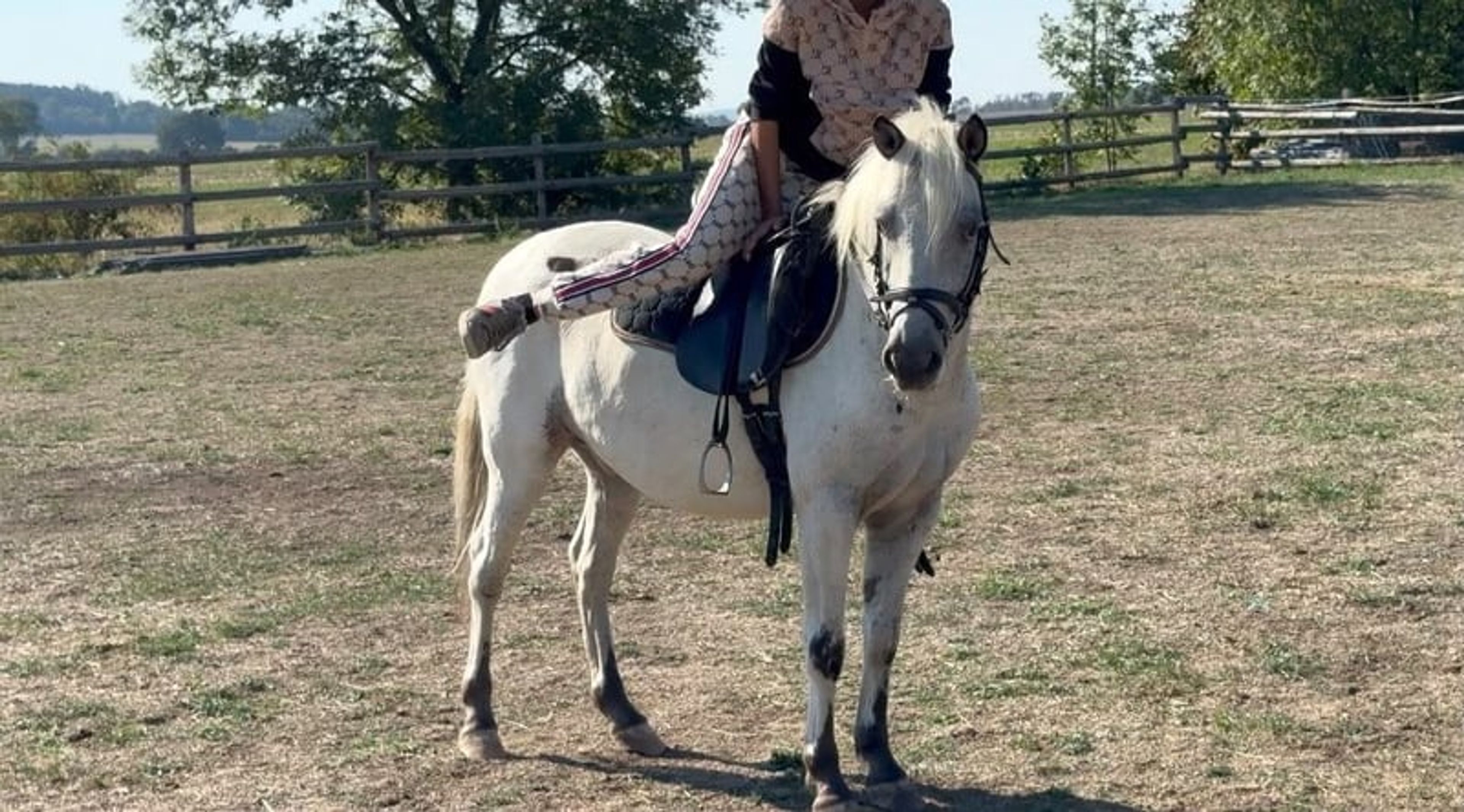 Incredibly sweet and well-behaved pony gelding, a dream pony for children!!! - Image 2