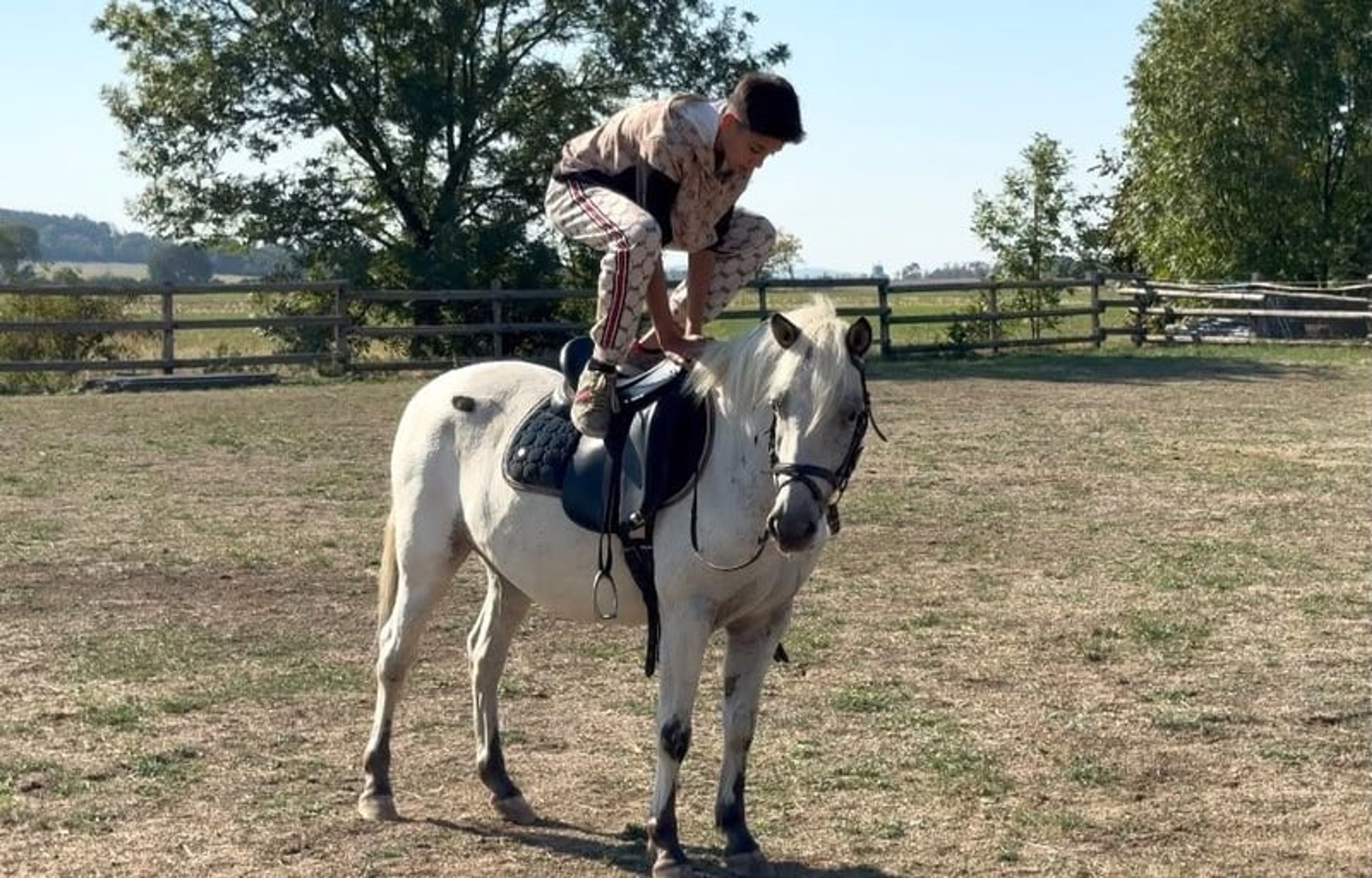 Incredibly sweet and well-behaved pony gelding, a dream pony for children!!! - Image 3
