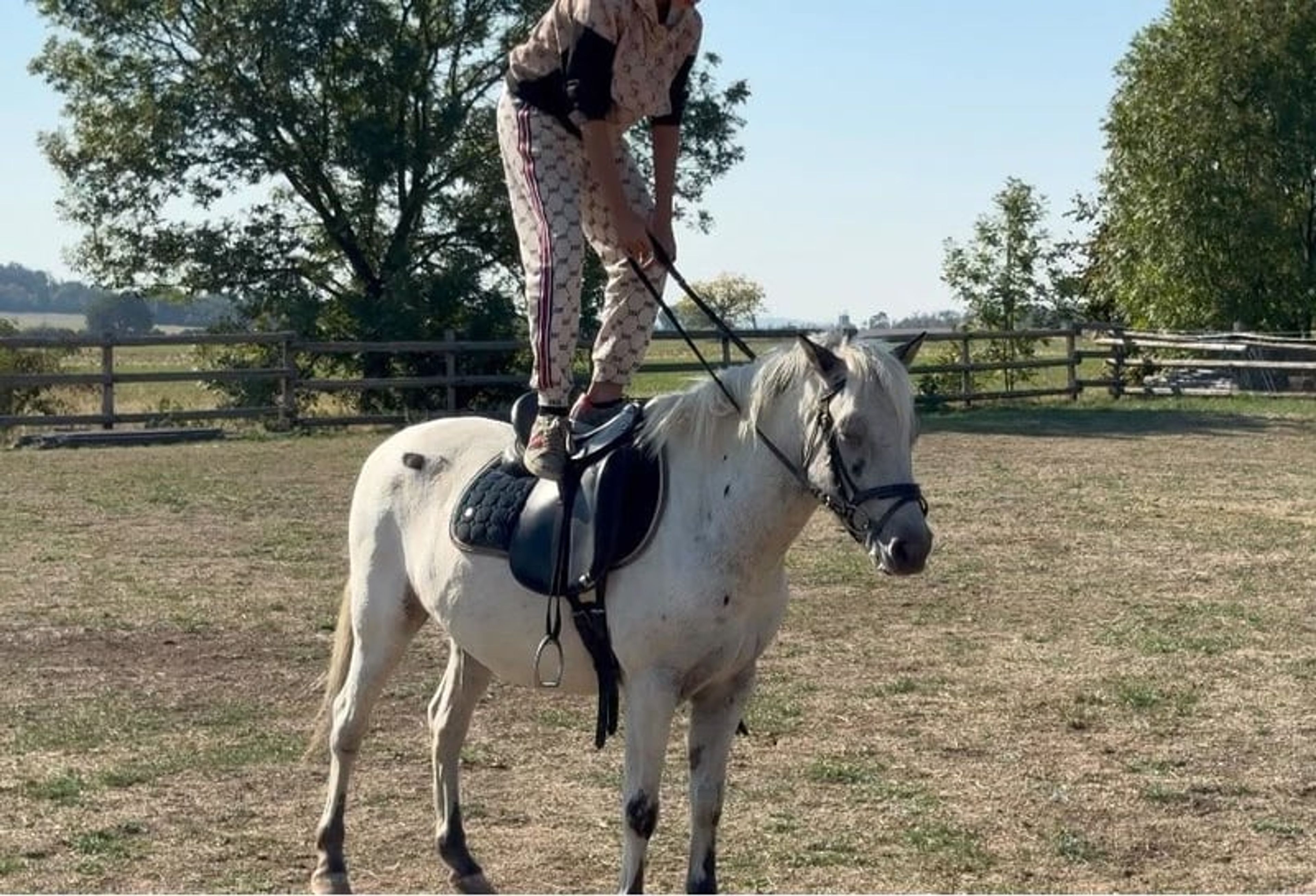 Incredibly sweet and well-behaved pony gelding, a dream pony for children!!! - Image 4