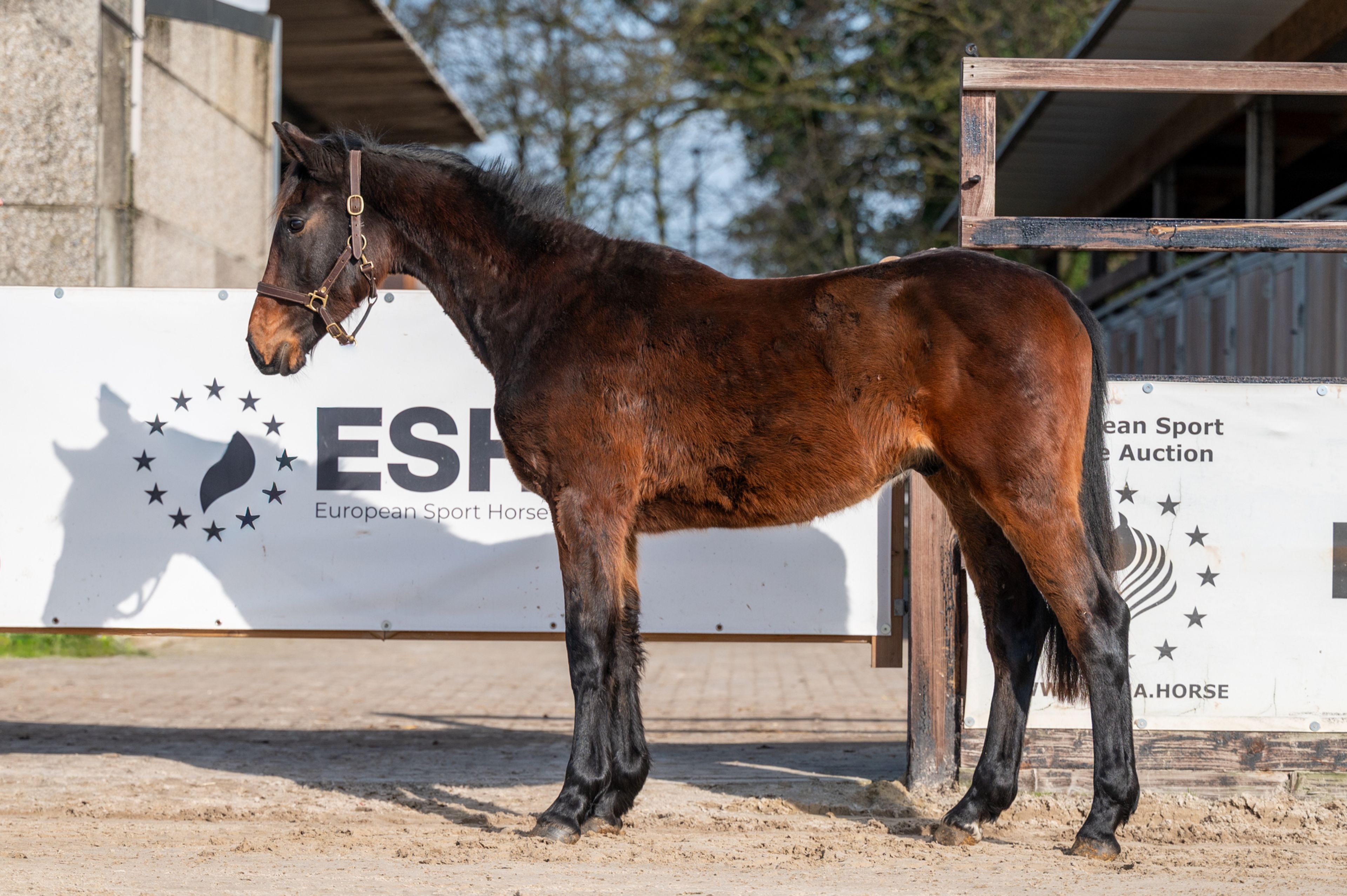 Quinterro van't Maarlohof ☆ (QANNANDO B&V x ELDORADO VD ZESHOEK TN) - Image 1