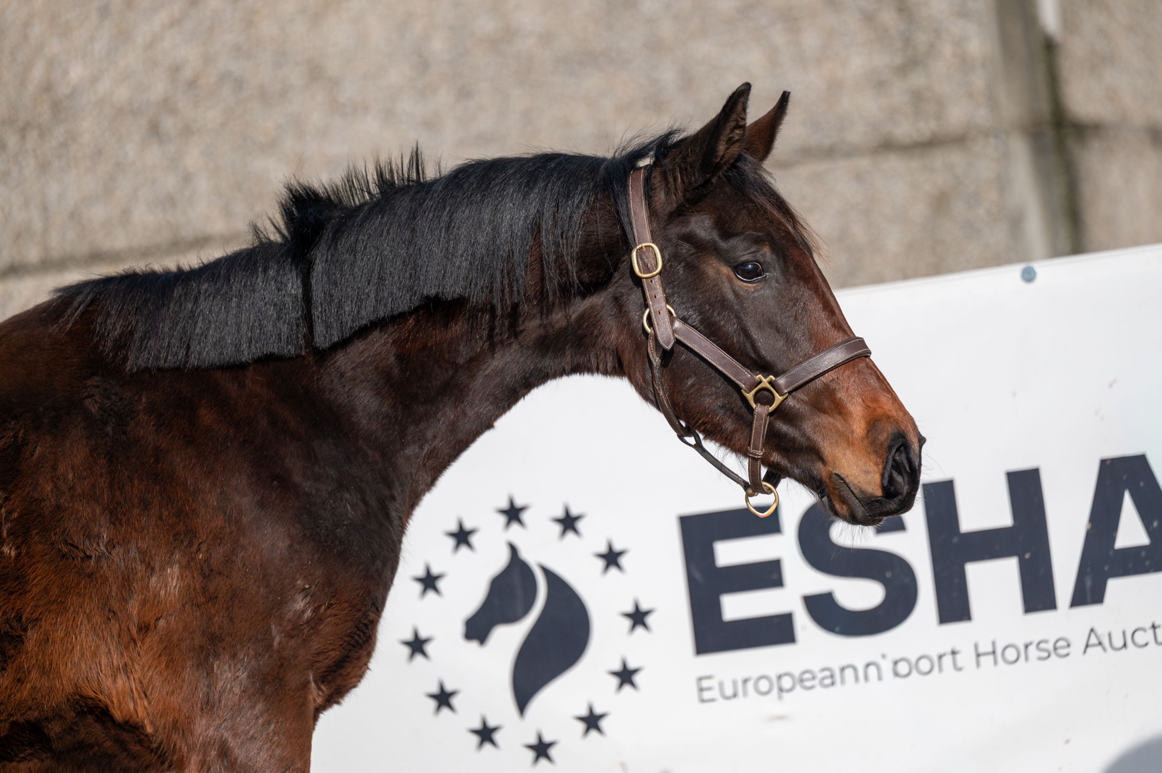 Quinterro van't Maarlohof ☆ (QANNANDO B&V x ELDORADO VD ZESHOEK TN) - Image 2