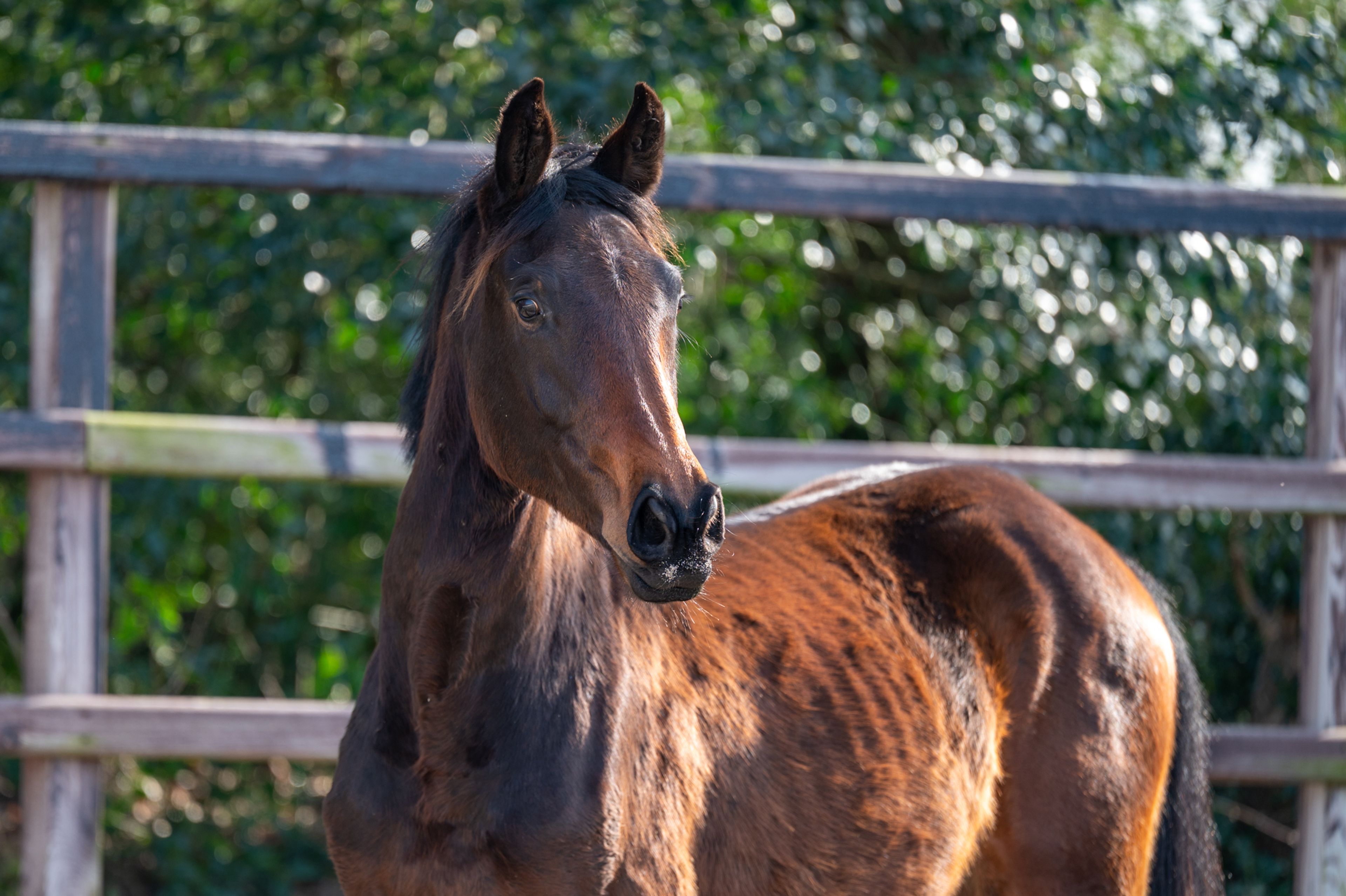 Quinterro van't Maarlohof ☆ (QANNANDO B&V x ELDORADO VD ZESHOEK TN) - Image 3