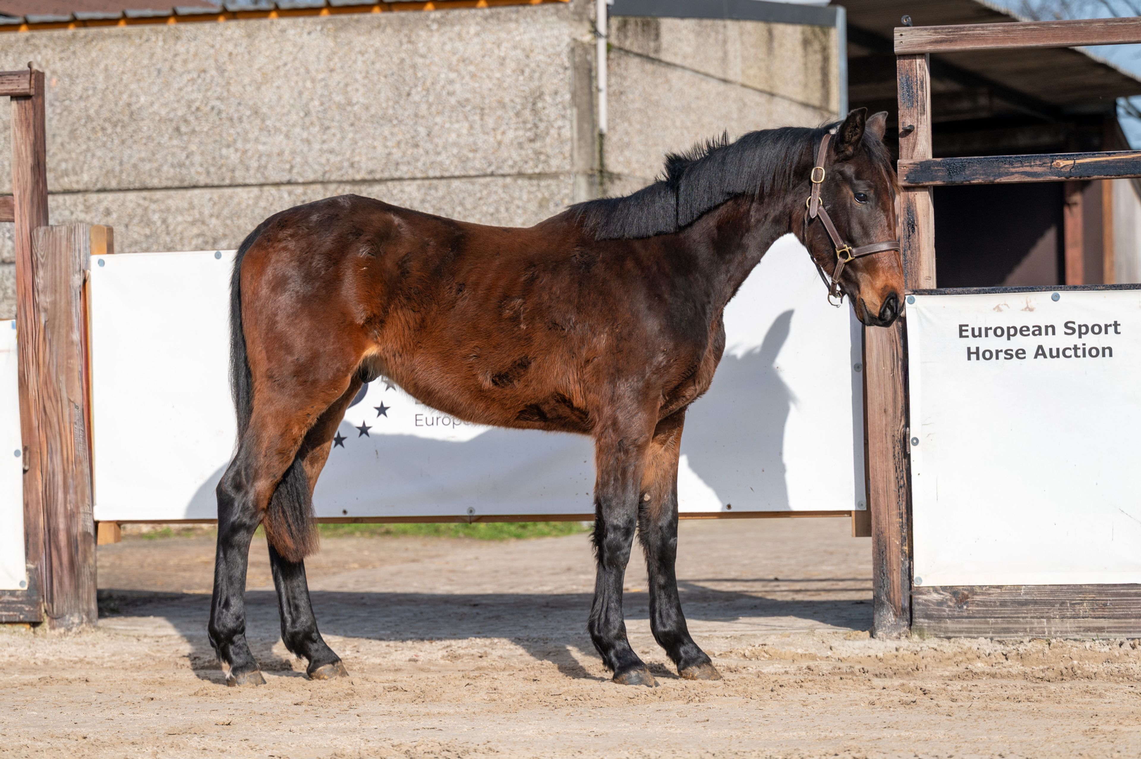 Quinterro van't Maarlohof ☆ (QANNANDO B&V x ELDORADO VD ZESHOEK TN) - Image 4