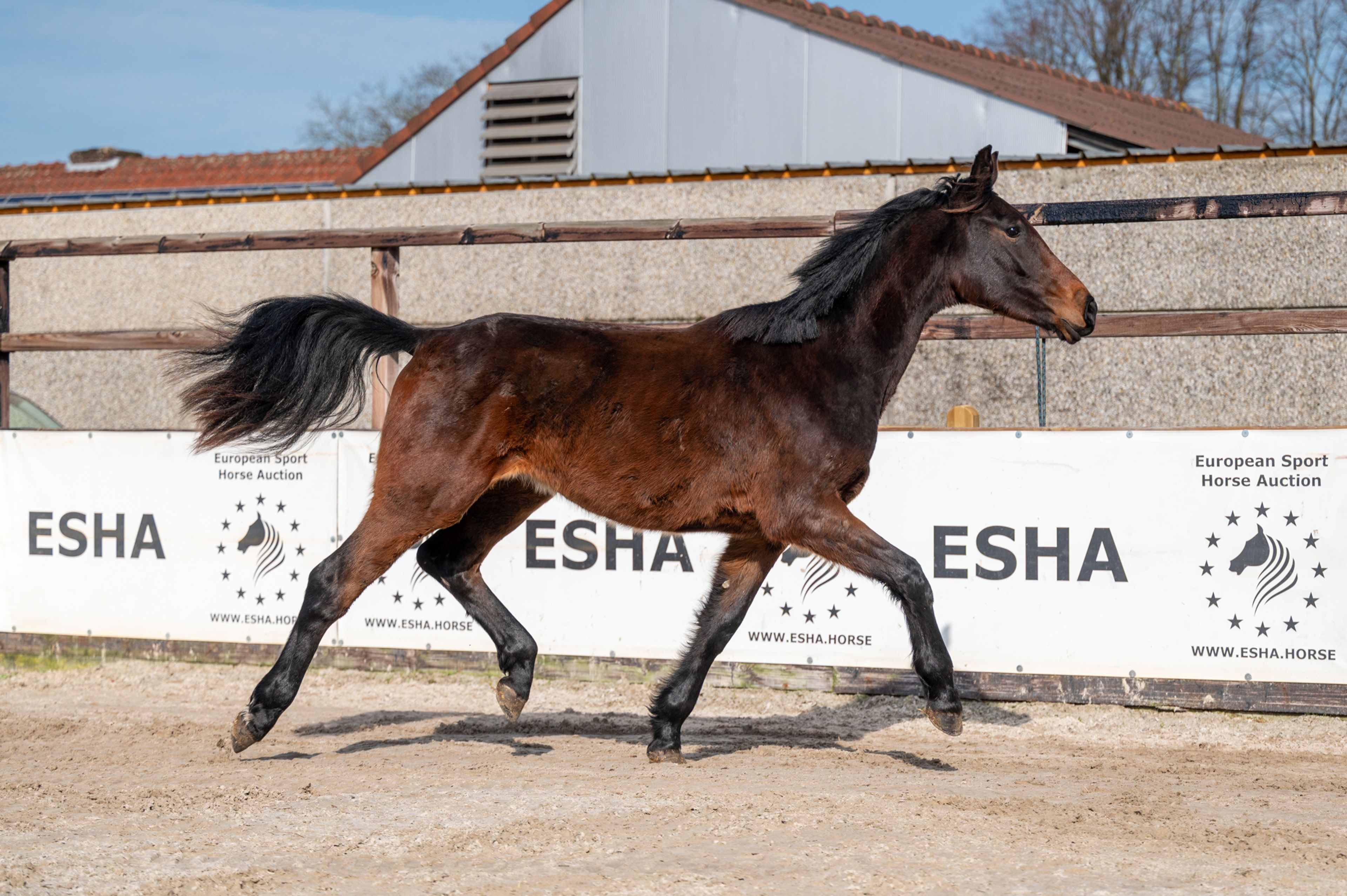 Quinterro van't Maarlohof ☆ (QANNANDO B&V x ELDORADO VD ZESHOEK TN) - Image 5