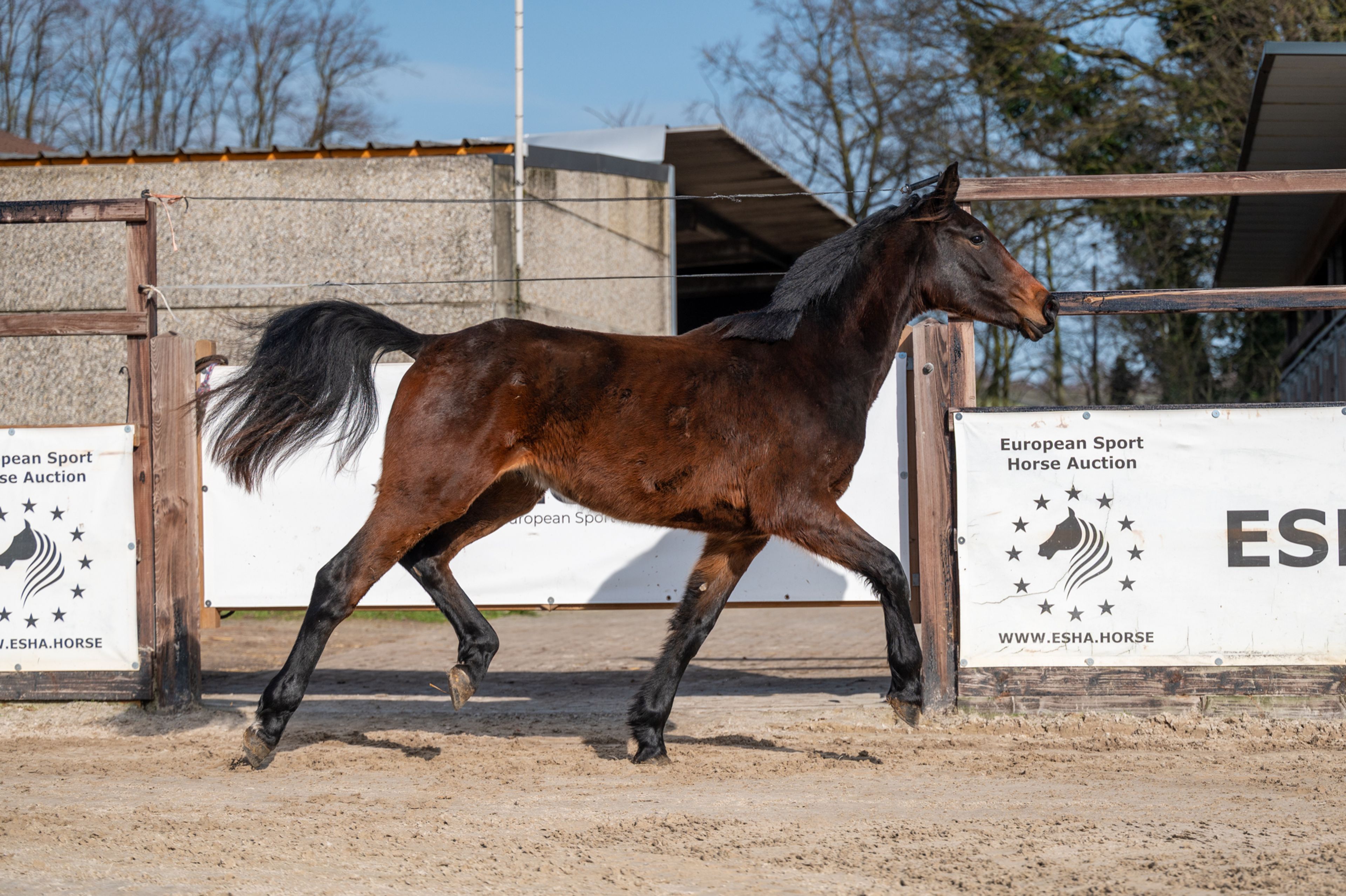 Quinterro van't Maarlohof ☆ (QANNANDO B&V x ELDORADO VD ZESHOEK TN) - Image 6