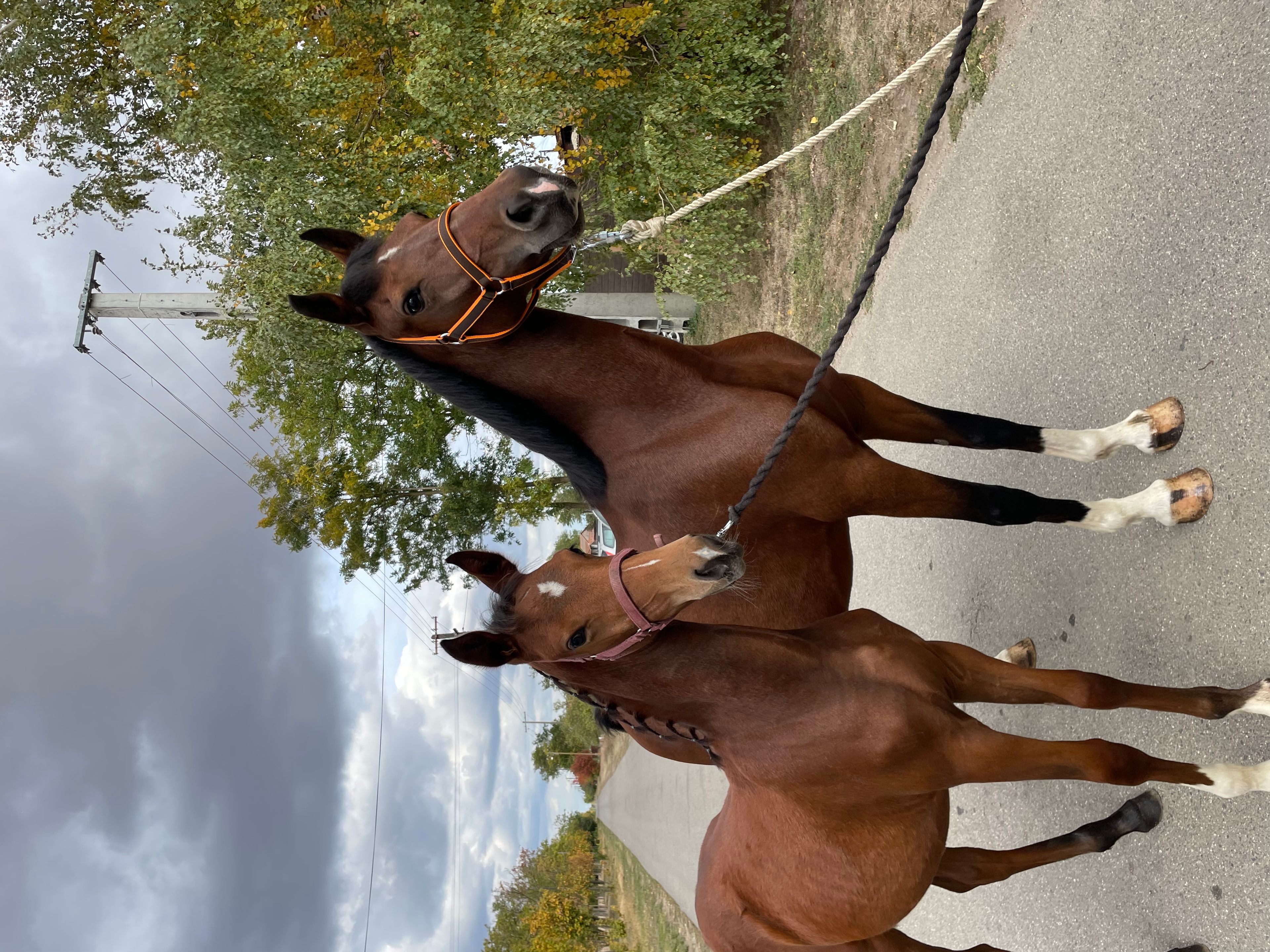 For Felling - Image 3