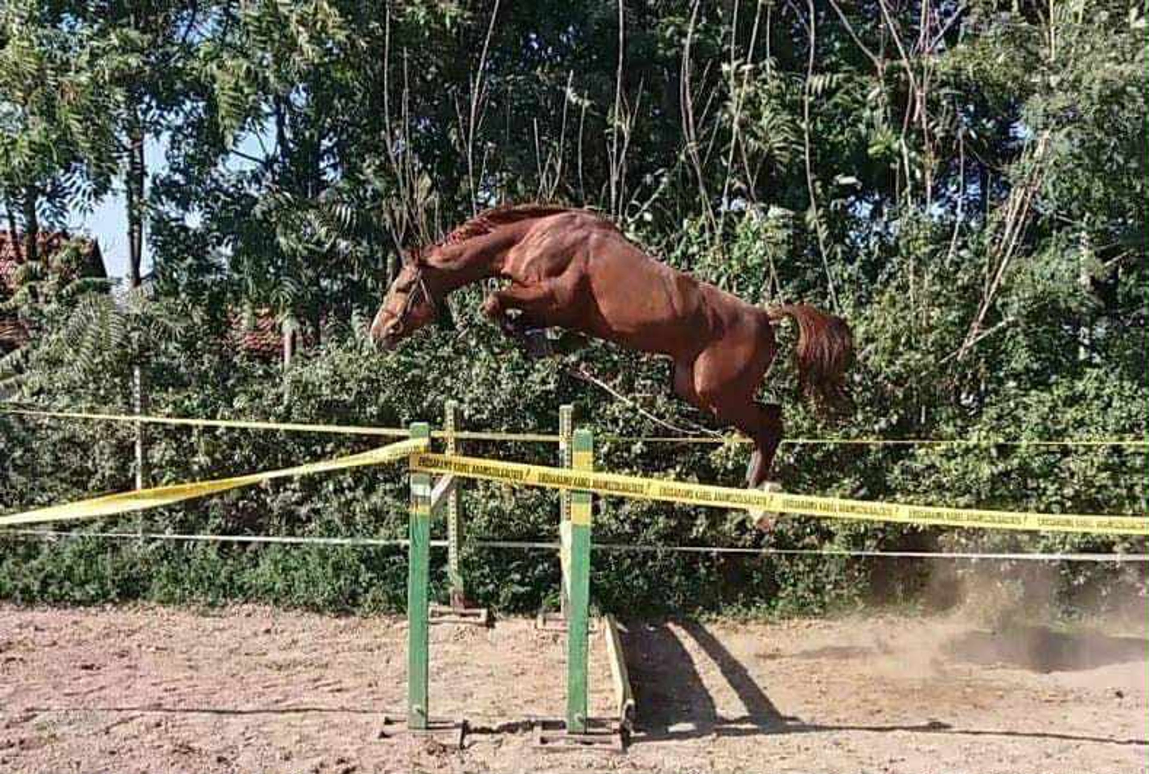 For Felling - Image 4