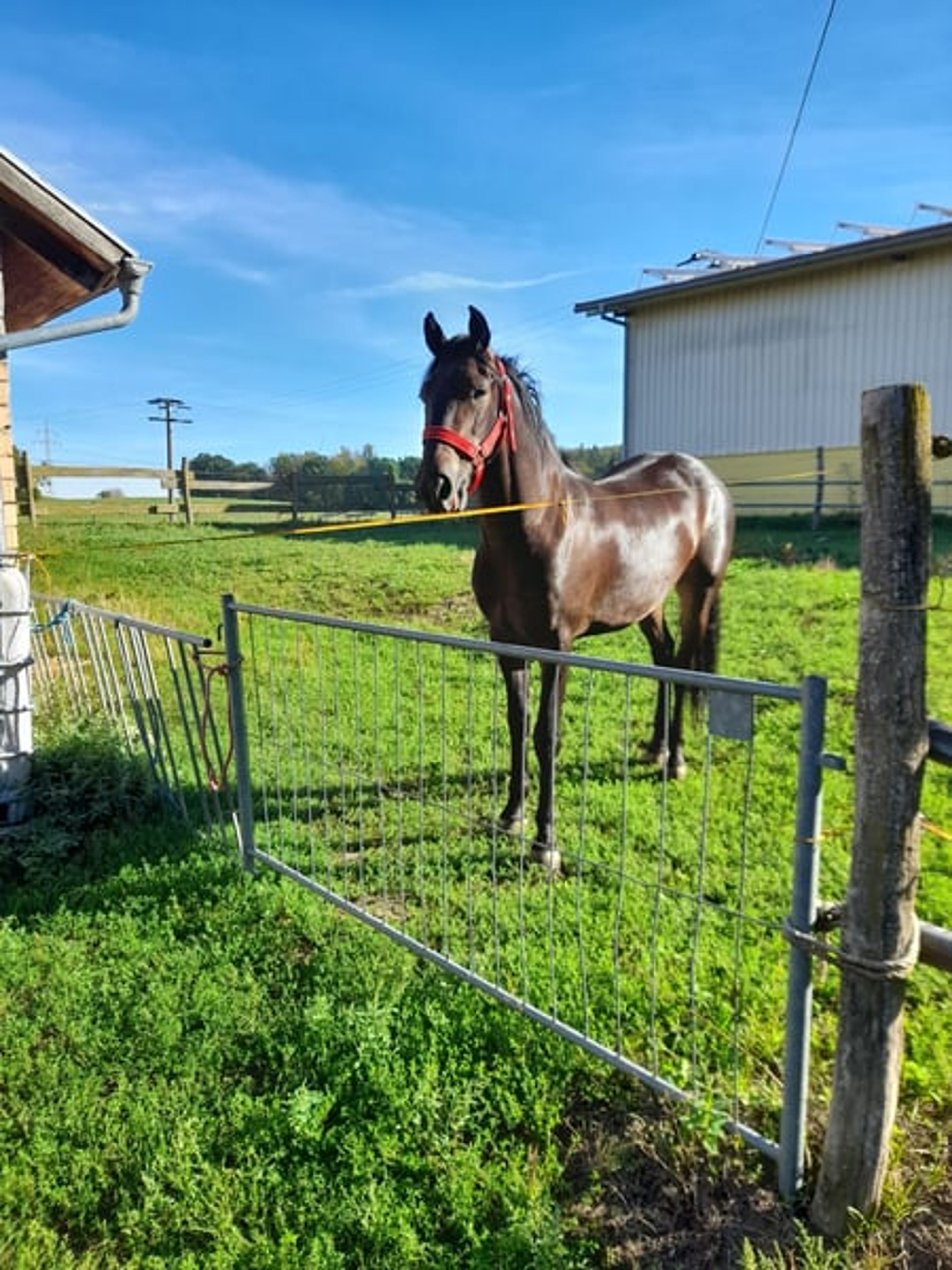 Rapp Gelding