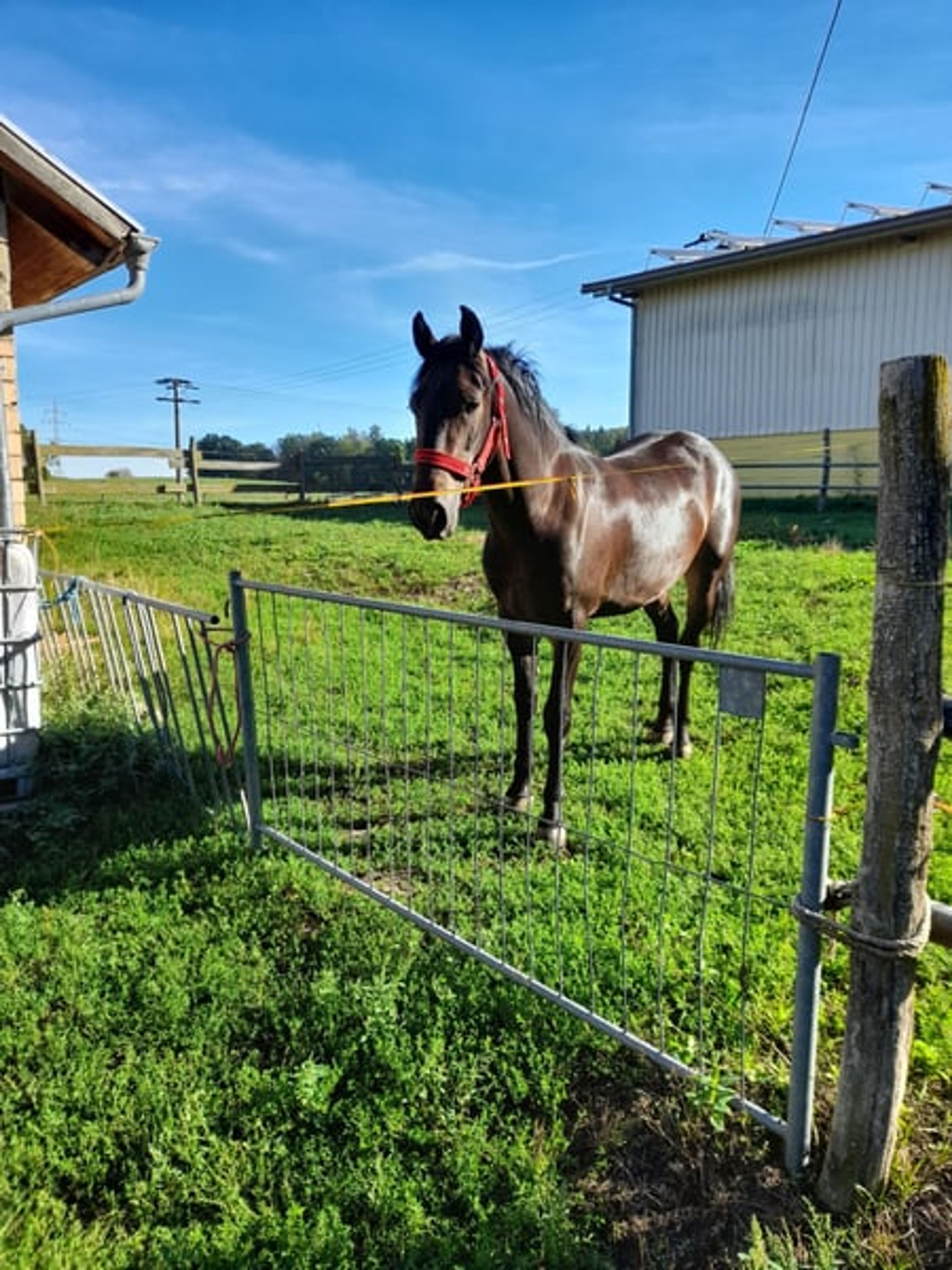 Rapp Gelding - Image 2
