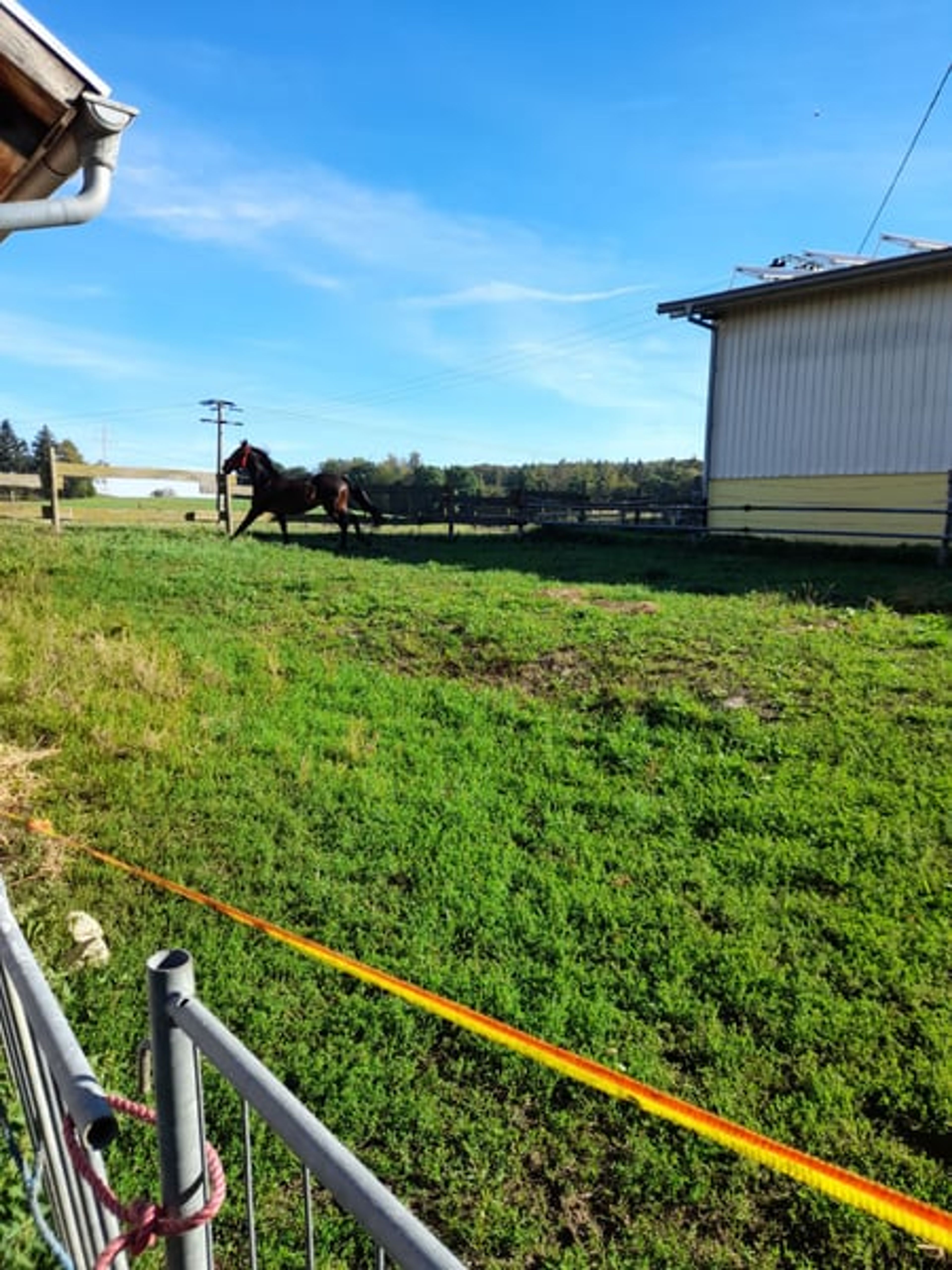 Rapp Gelding - Image 3