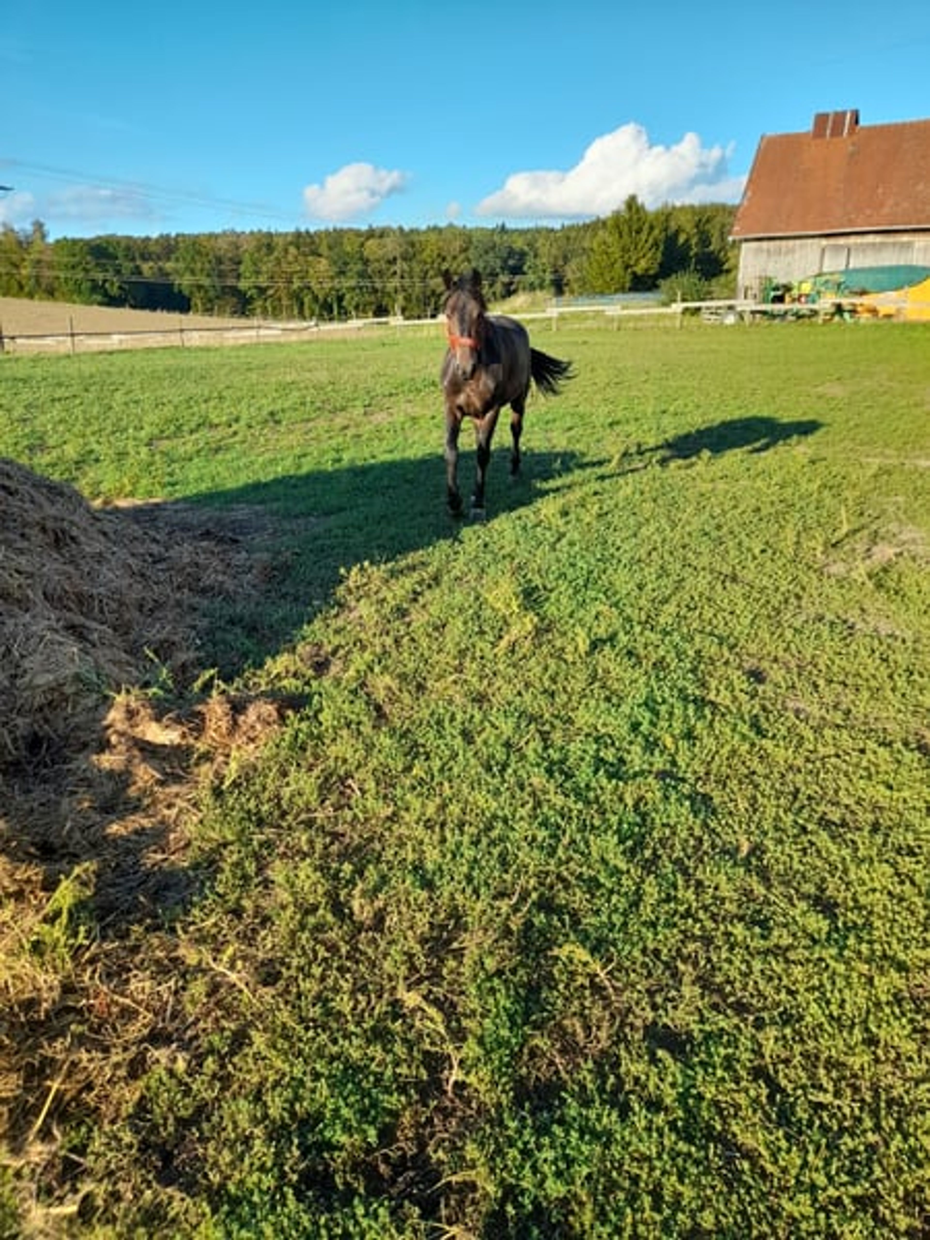 Rapp Gelding - Image 4