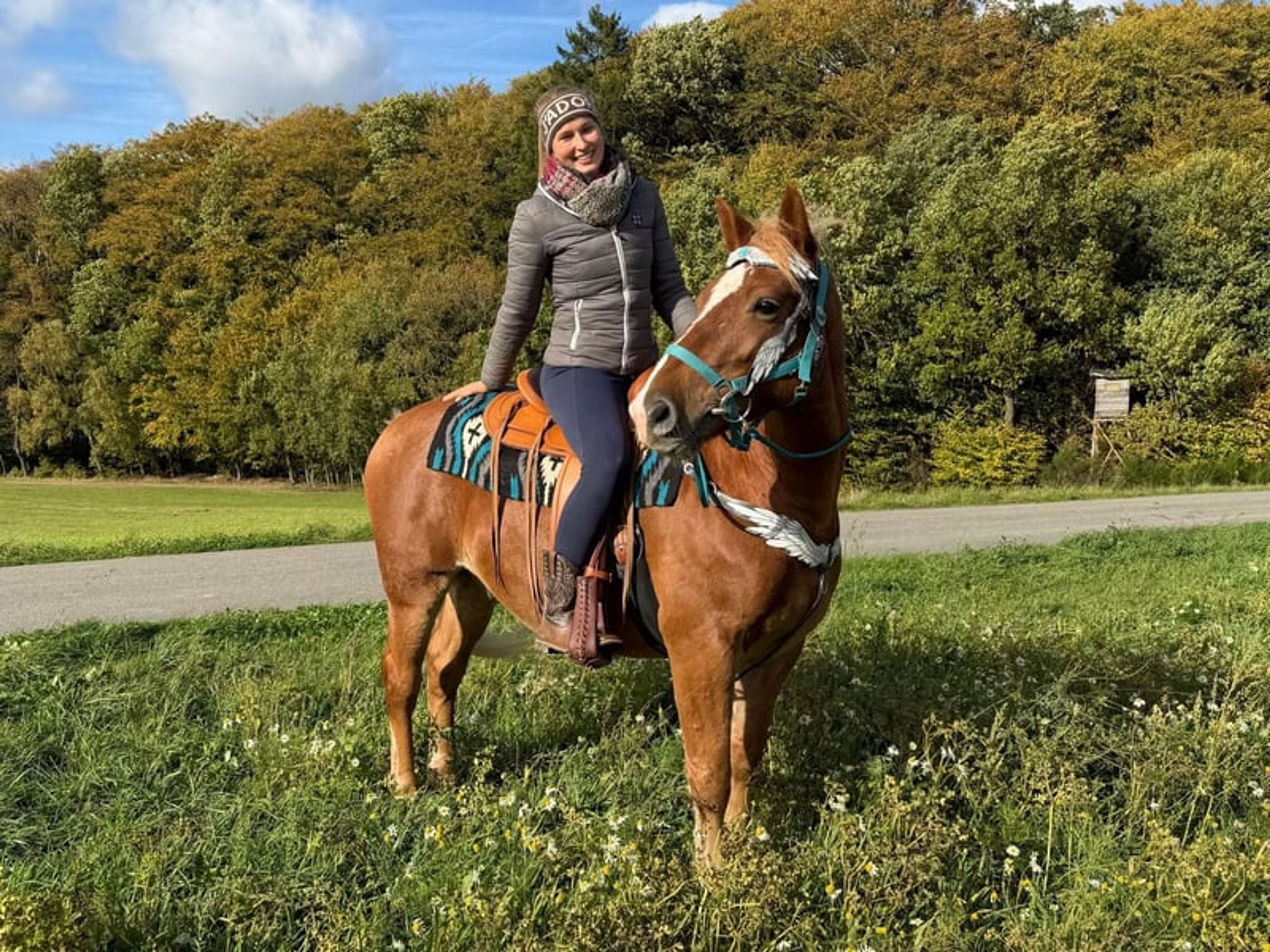All-round horse for leisure riding, trail riding, therapy, families and riding schools
