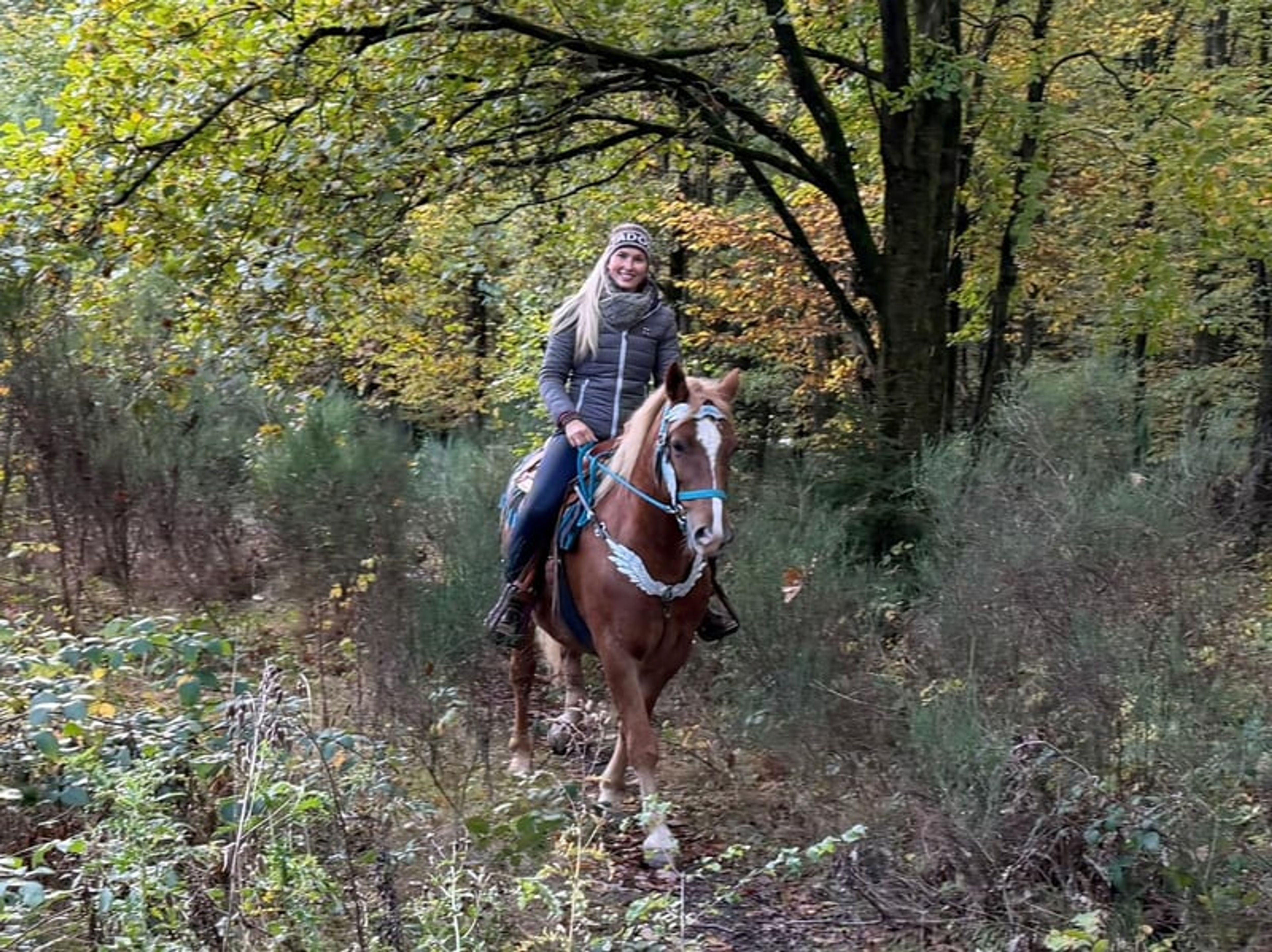 All-round horse for leisure riding, trail riding, therapy, families and riding schools - Image 5