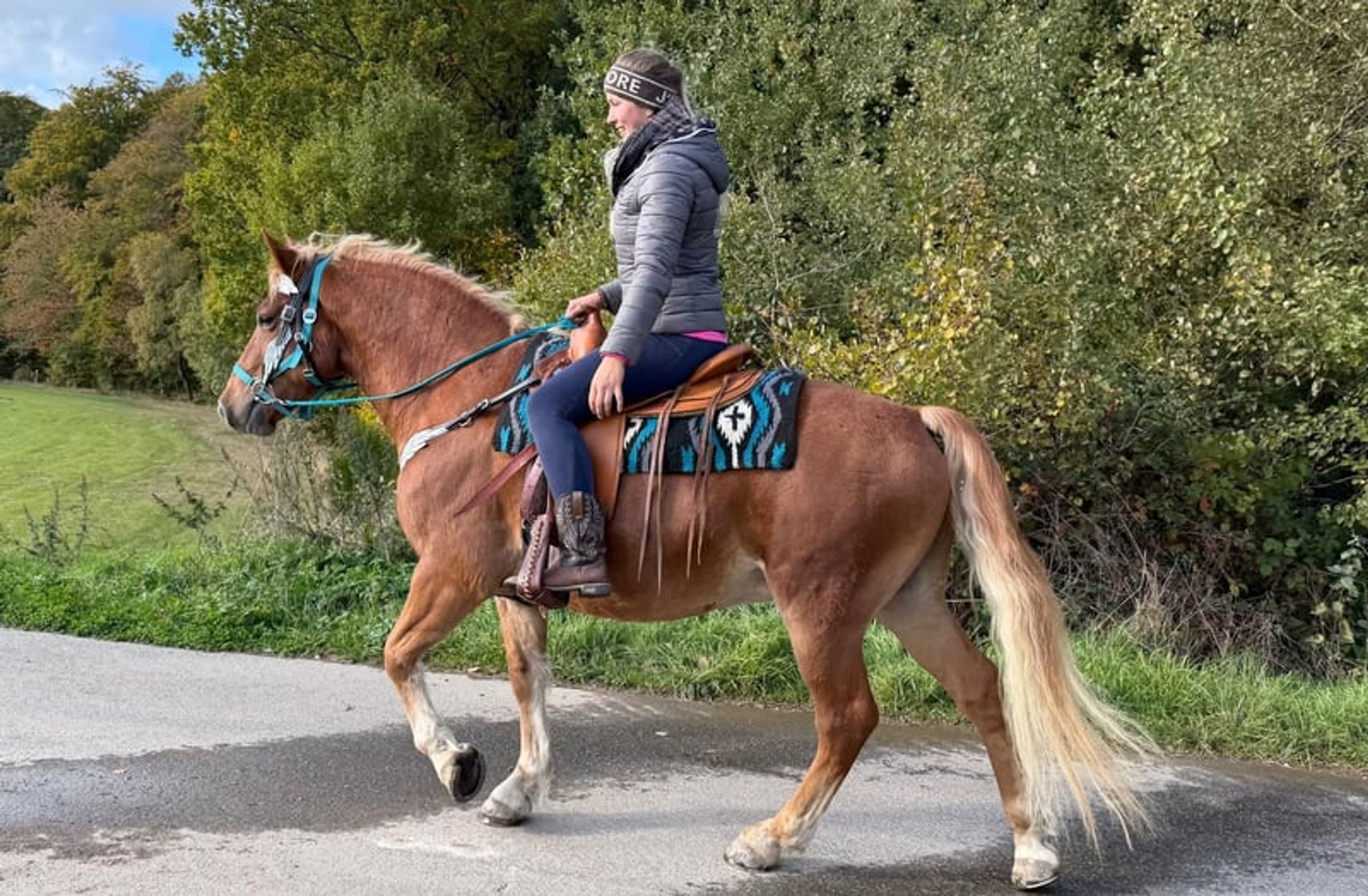 All-round horse for leisure riding, trail riding, therapy, families and riding schools - Image 6