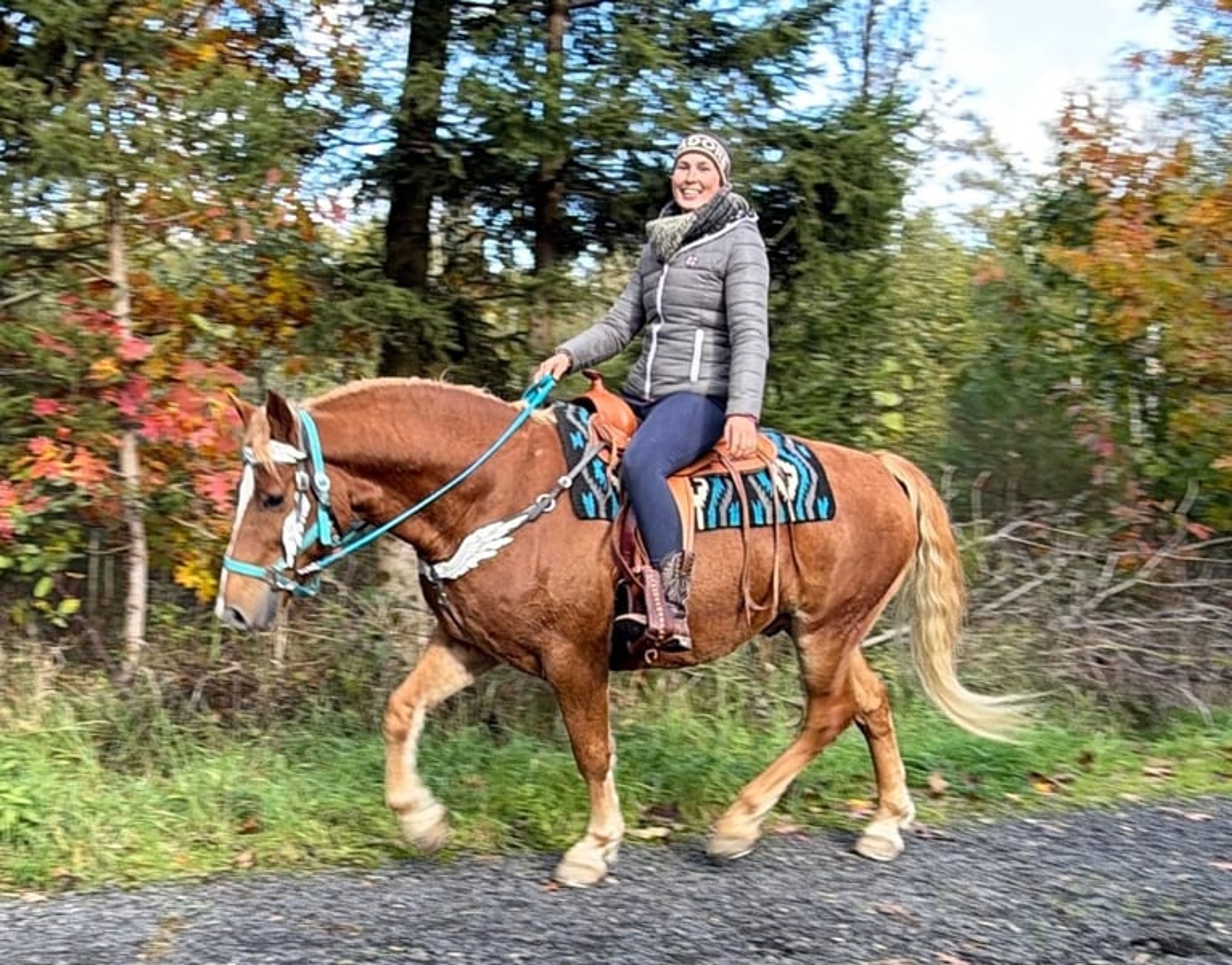 All-round horse for leisure riding, trail riding, therapy, families and riding schools - Image 10