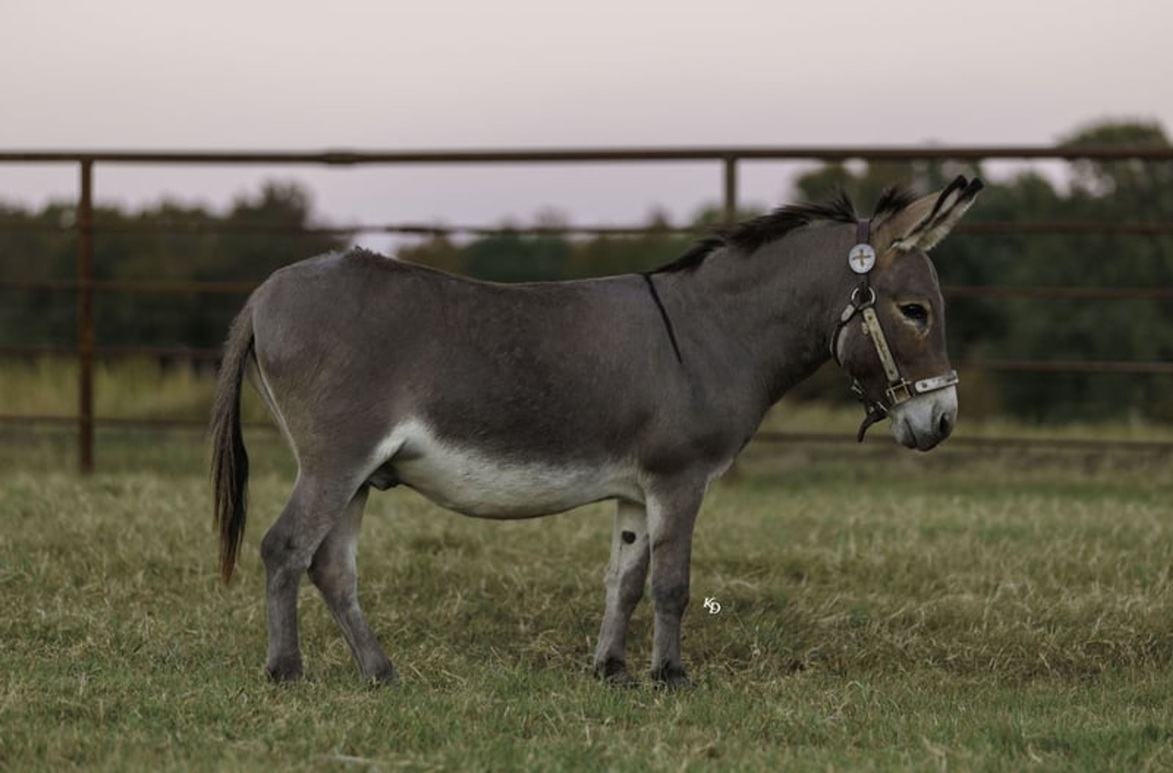 Churro 5 Yo 35 Inches Grey-Dun Mini Mediterranean Donkey Gelding