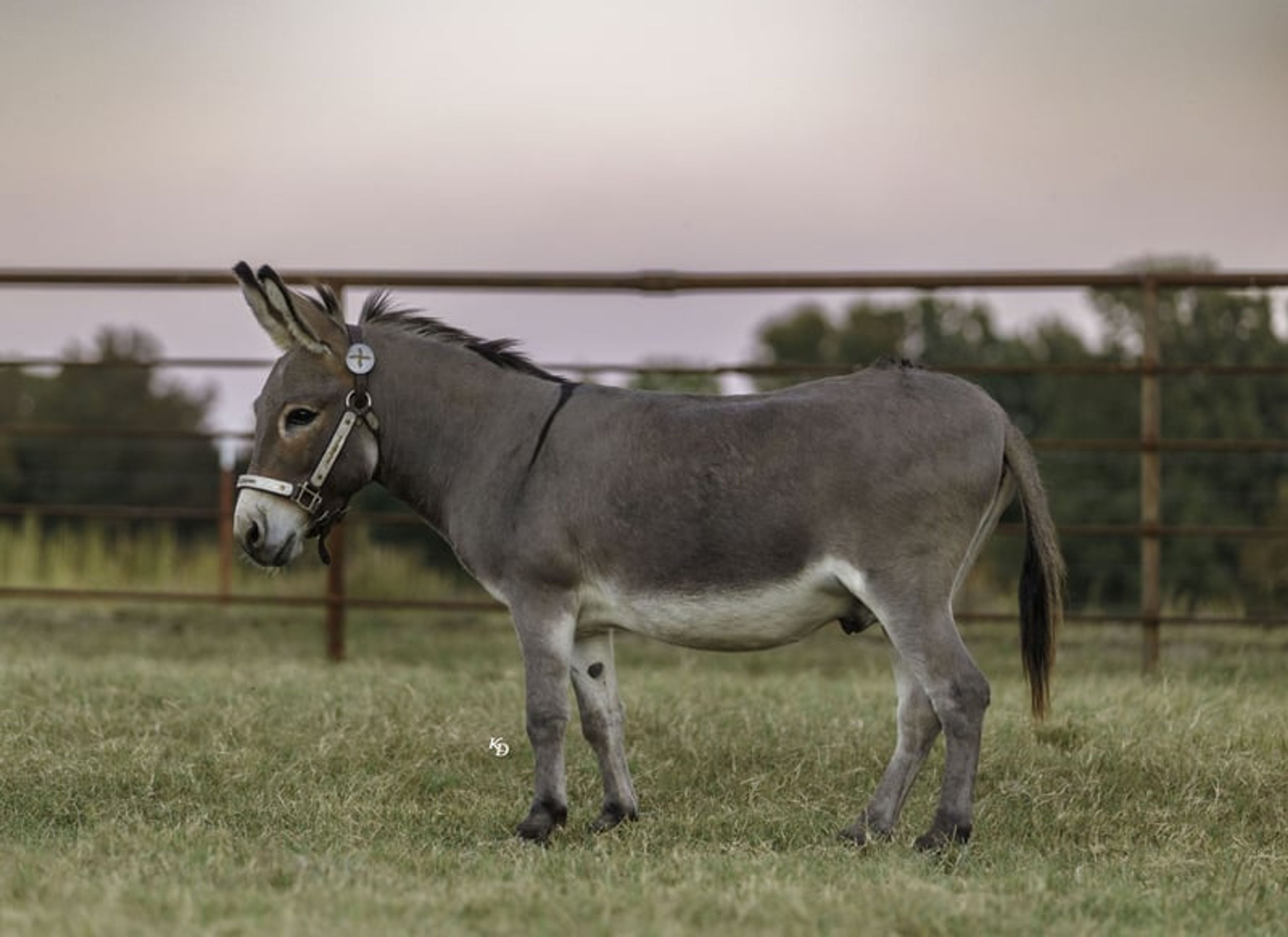 Churro 5 Yo 35 Inches Grey-Dun Mini Mediterranean Donkey Gelding - Image 2