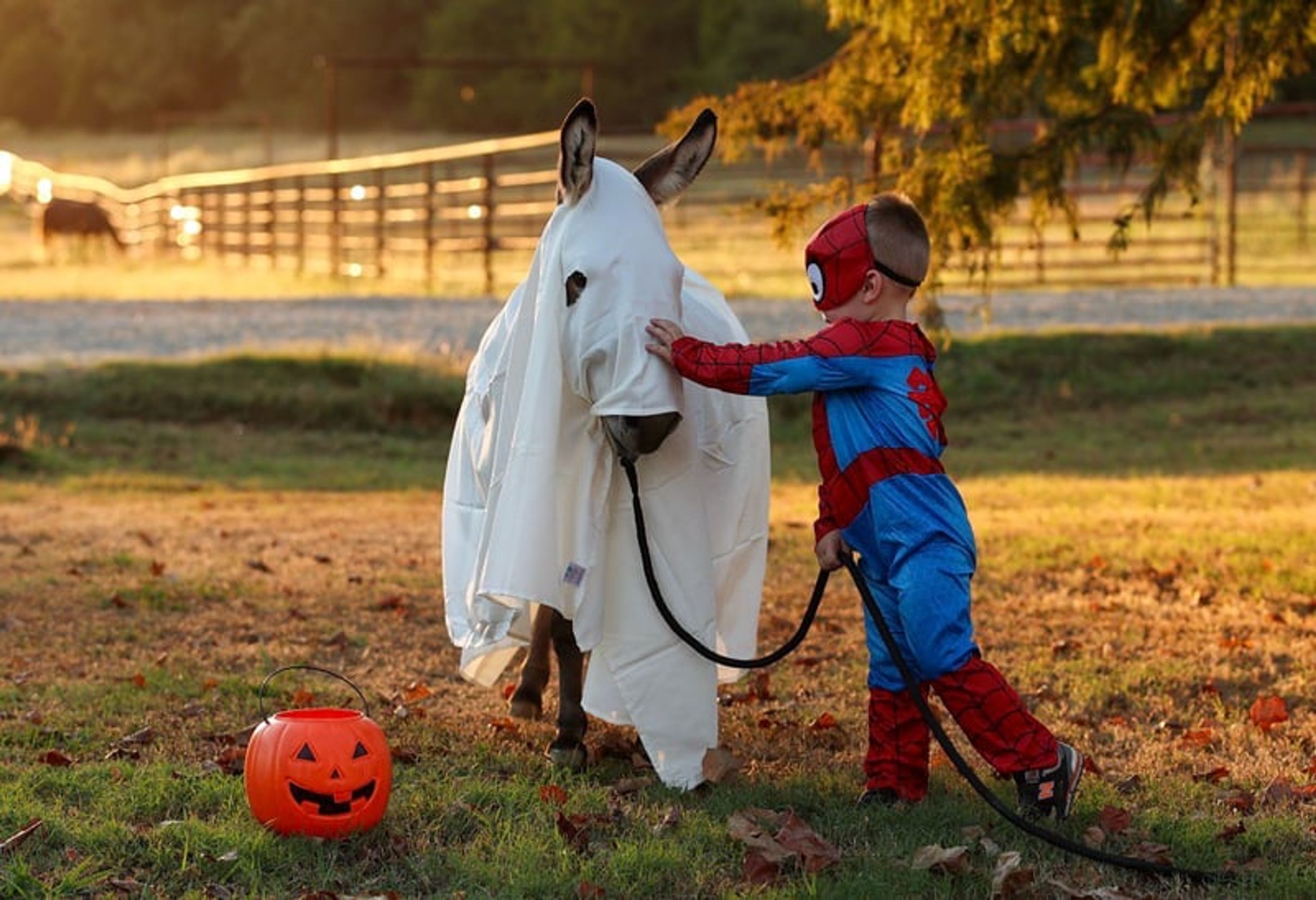 Churro 5 Yo 35 Inches Grey-Dun Mini Mediterranean Donkey Gelding - Image 3