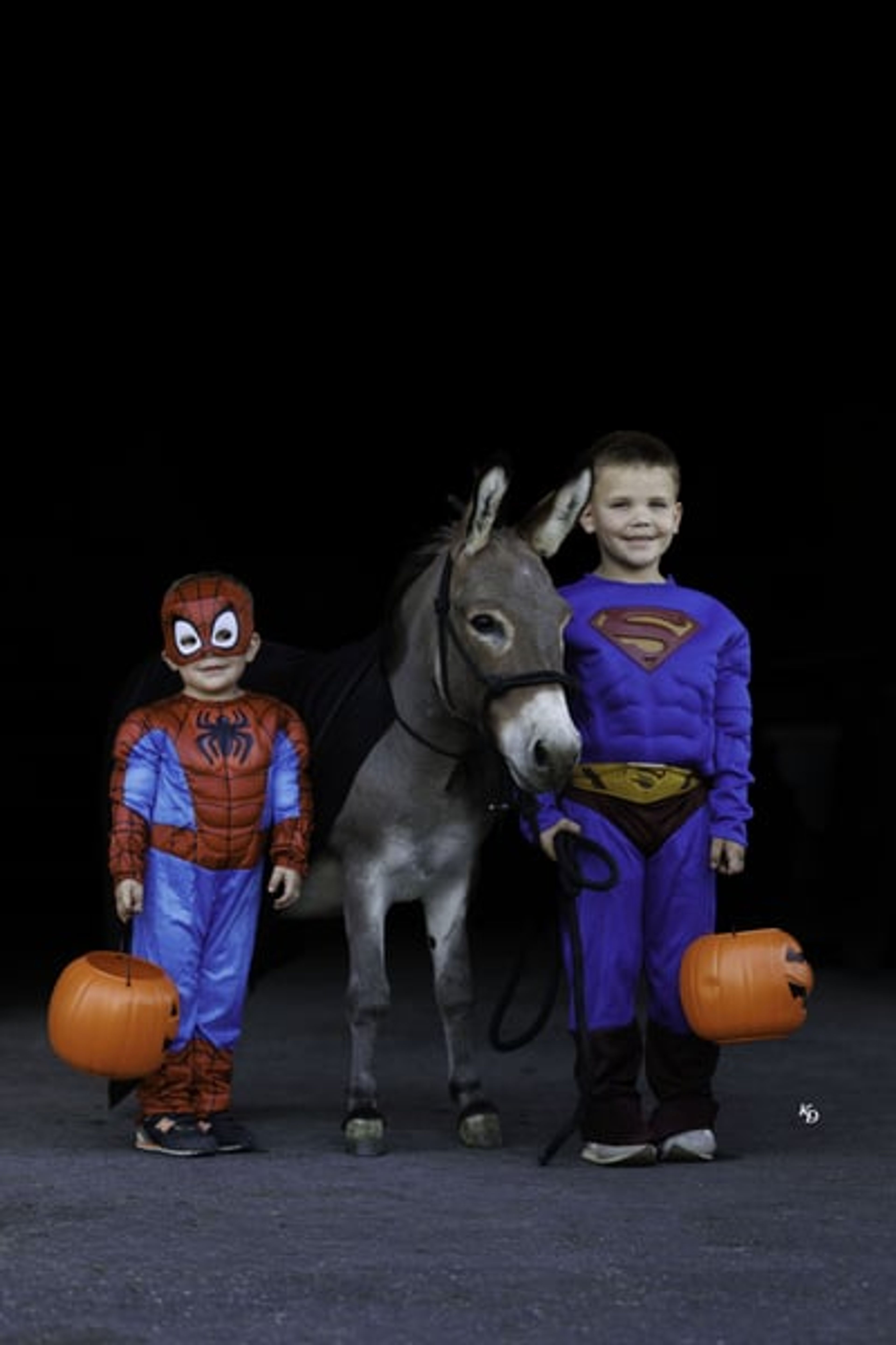 Churro 5 Yo 35 Inches Grey-Dun Mini Mediterranean Donkey Gelding - Image 4
