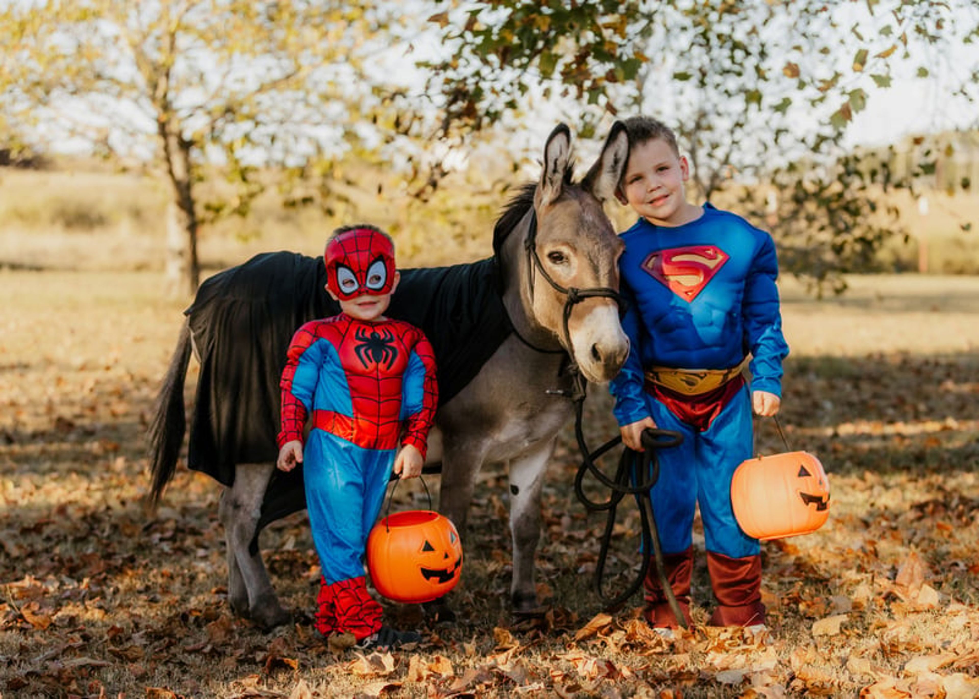 Churro 5 Yo 35 Inches Grey-Dun Mini Mediterranean Donkey Gelding - Image 5