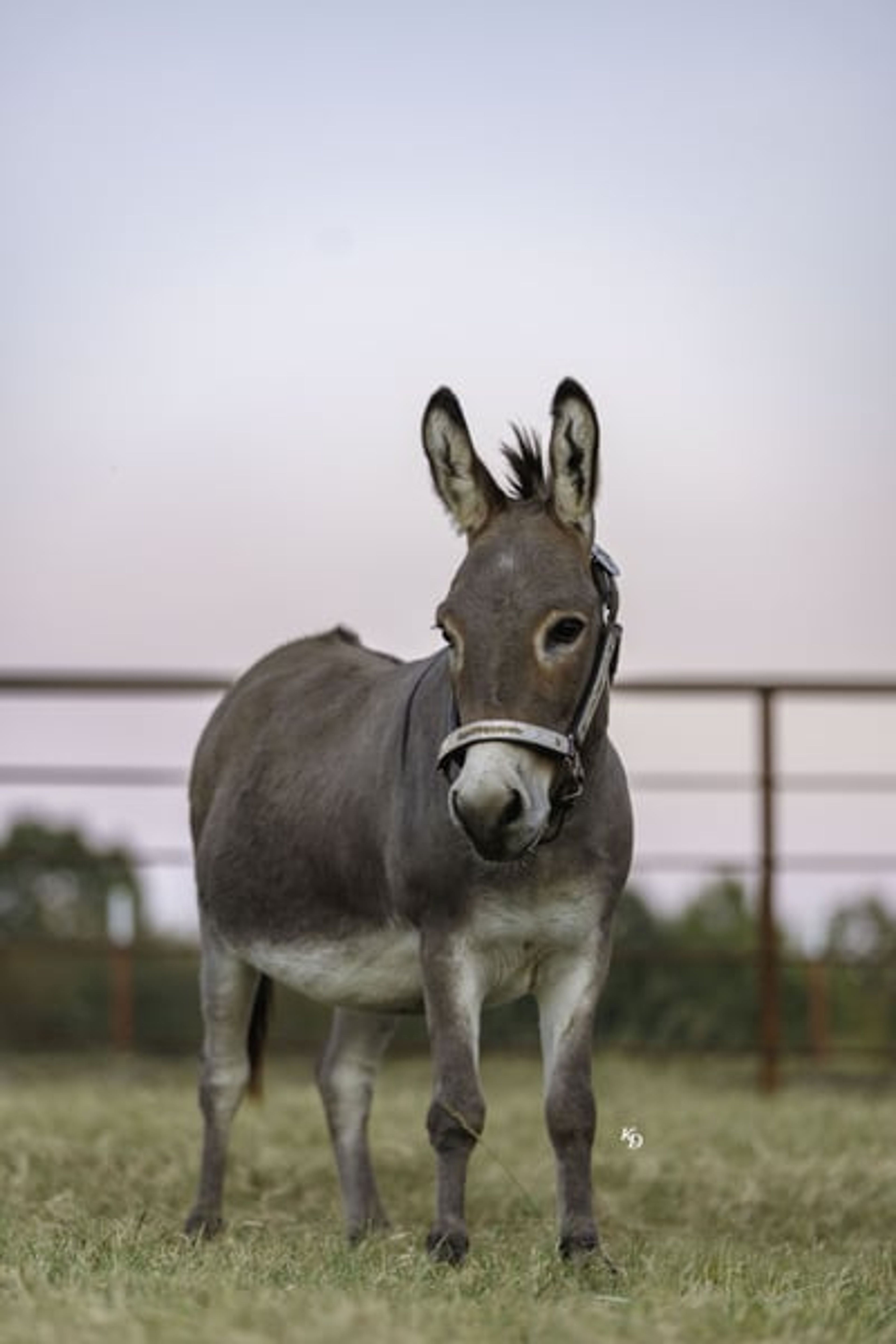 Churro 5 Yo 35 Inches Grey-Dun Mini Mediterranean Donkey Gelding - Image 7