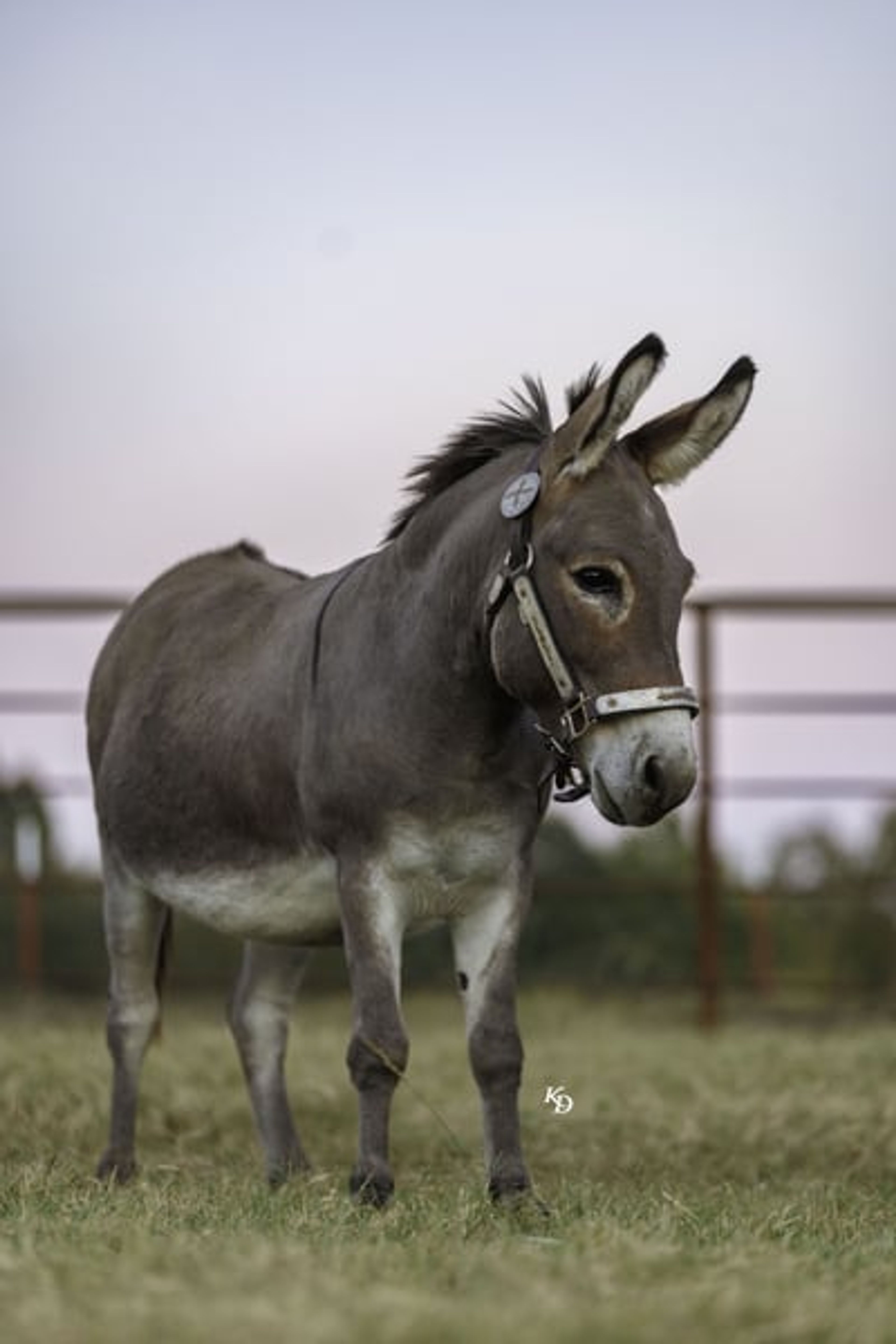 Churro 5 Yo 35 Inches Grey-Dun Mini Mediterranean Donkey Gelding - Image 8