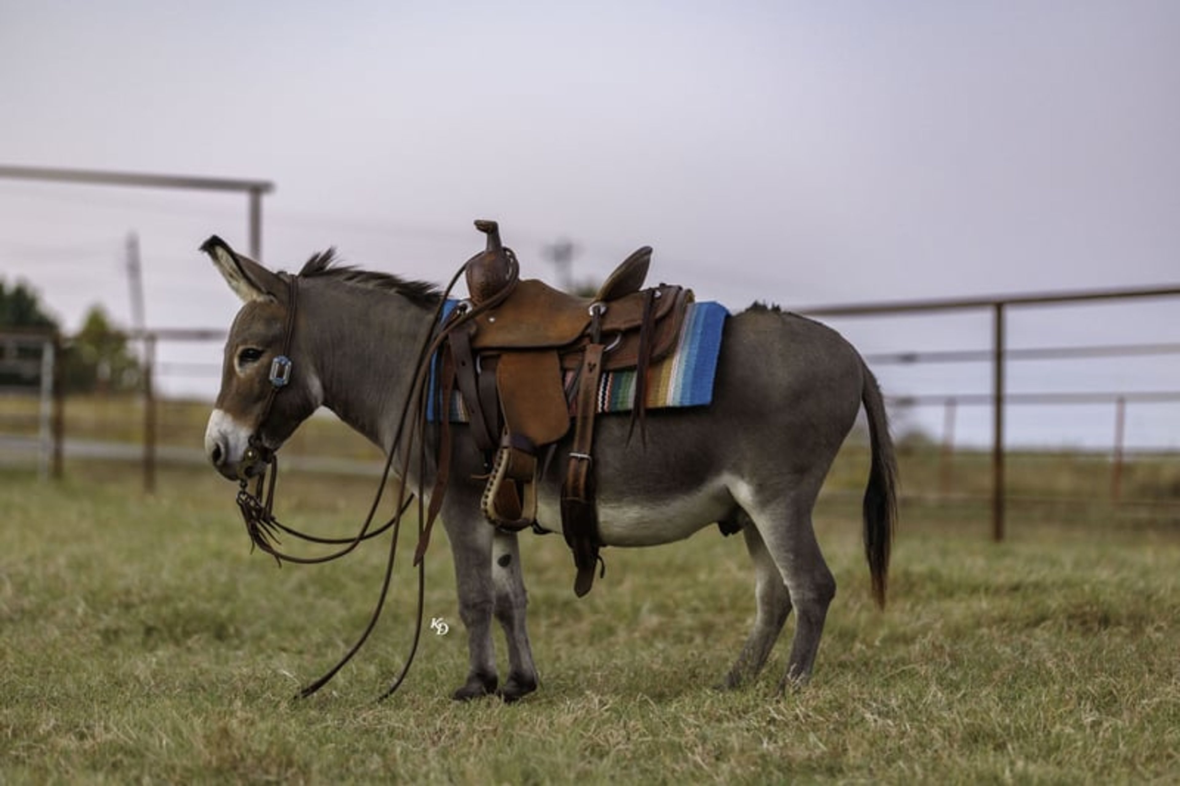 Churro 5 Yo 35 Inches Grey-Dun Mini Mediterranean Donkey Gelding - Image 9