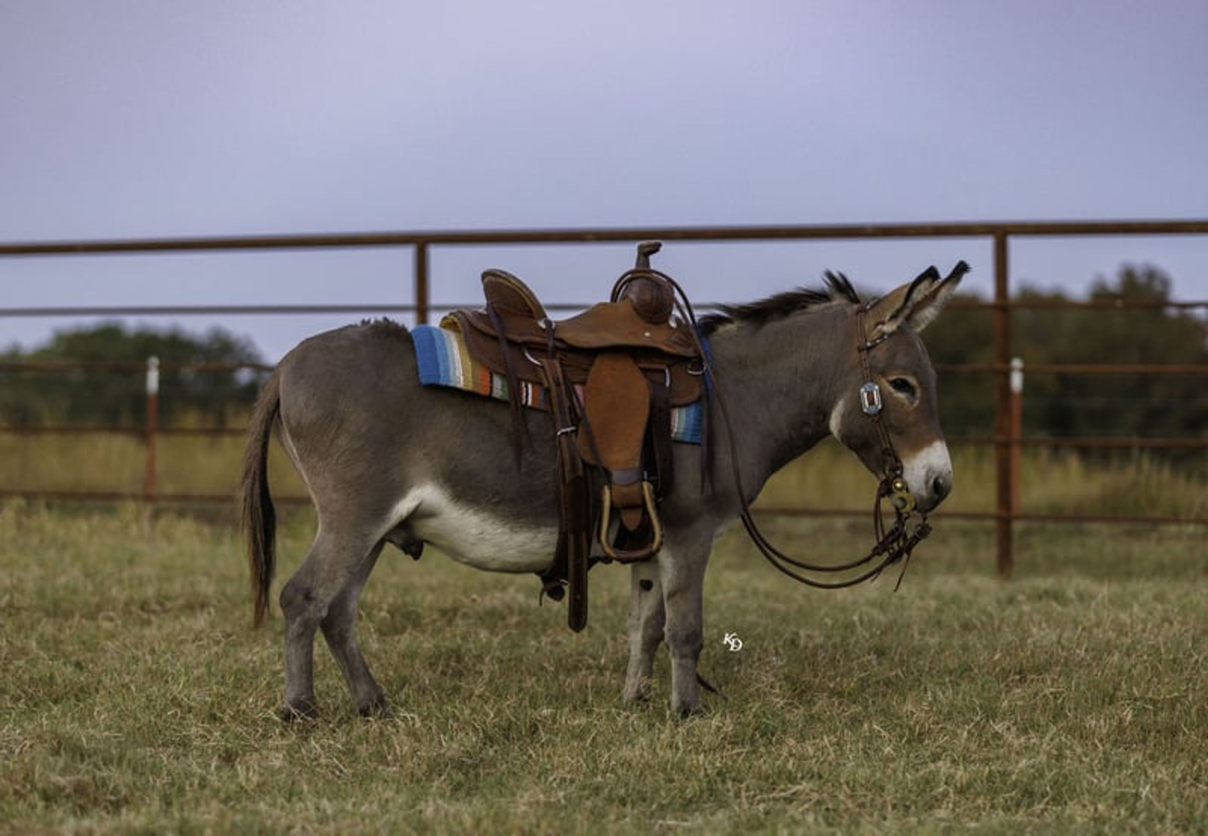 Churro 5 Yo 35 Inches Grey-Dun Mini Mediterranean Donkey Gelding - Image 10