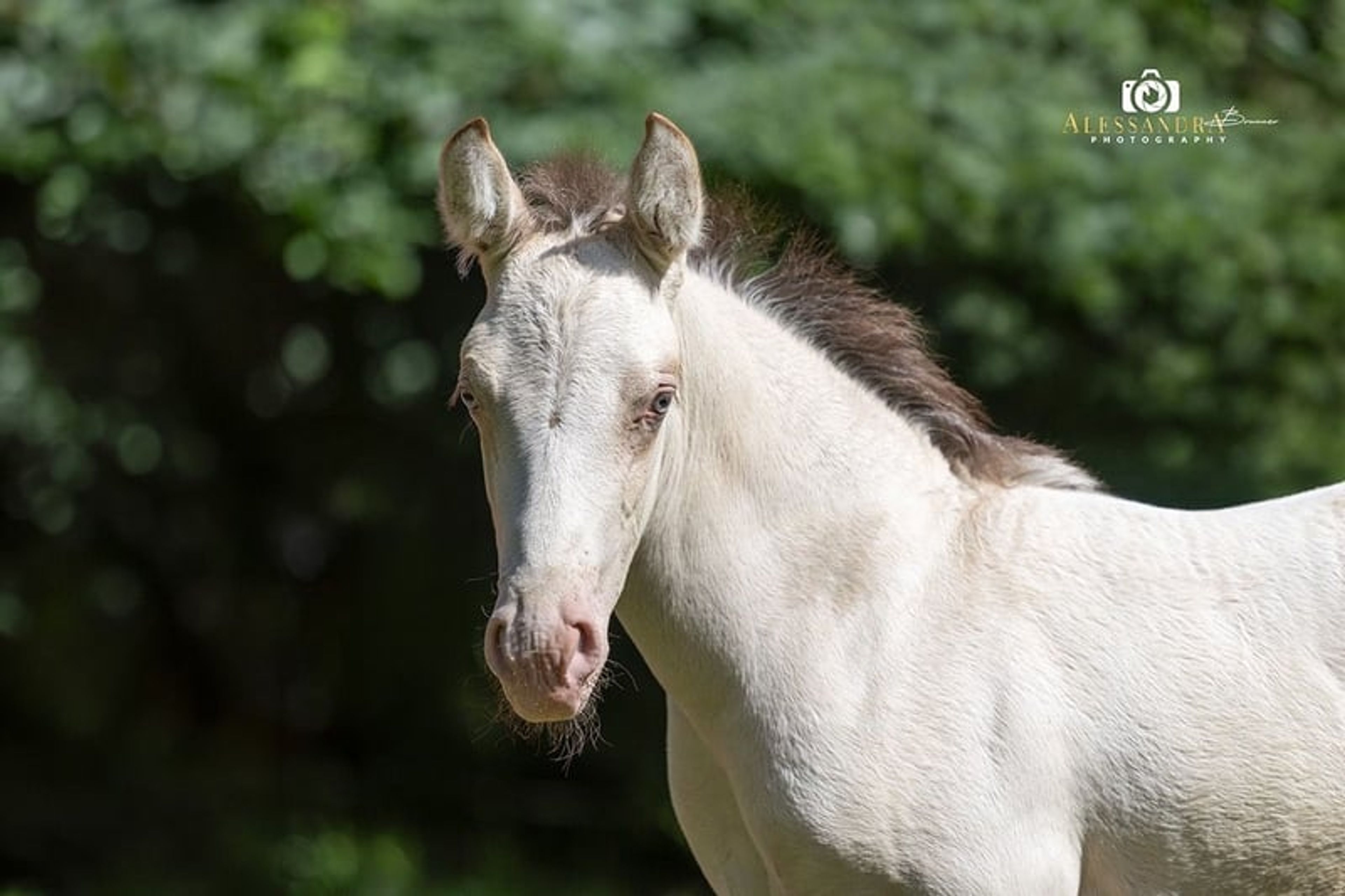 A Kizz To Remember – Azteca Stallion, 2 months old, Classic Cream Champagne