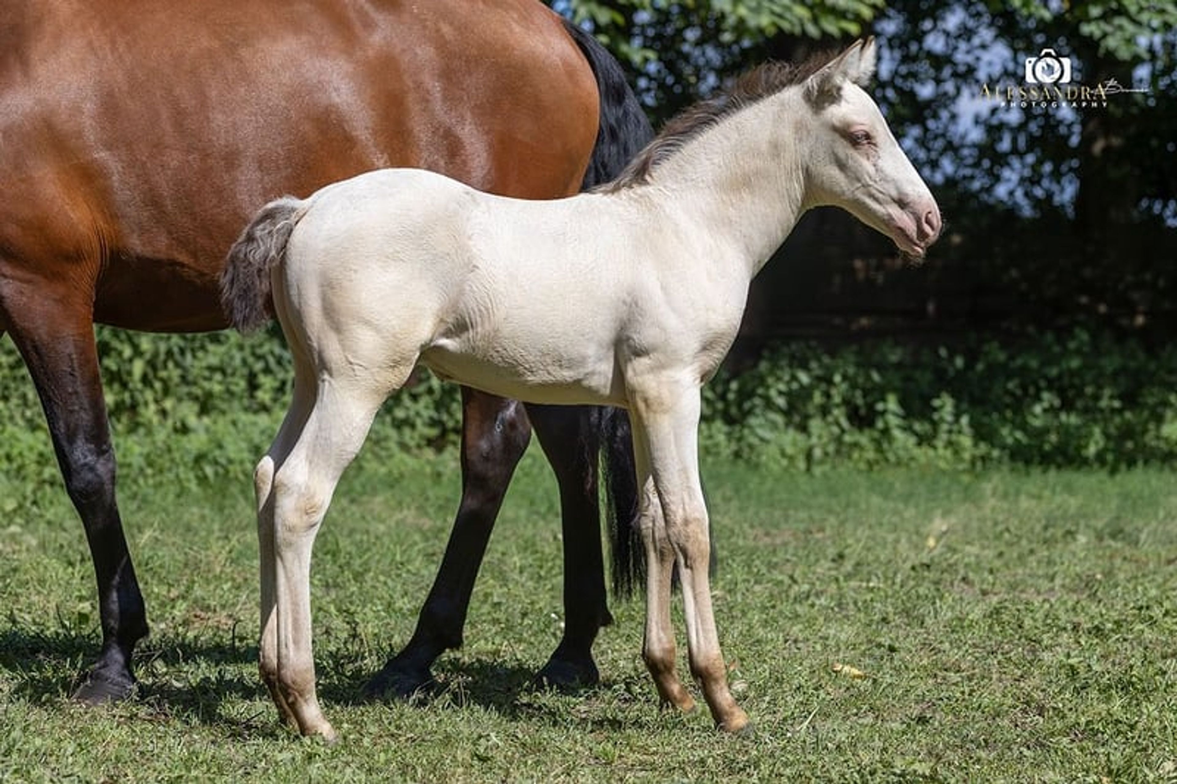 A Kizz To Remember – Azteca Stallion, 2 months old, Classic Cream Champagne - Image 2