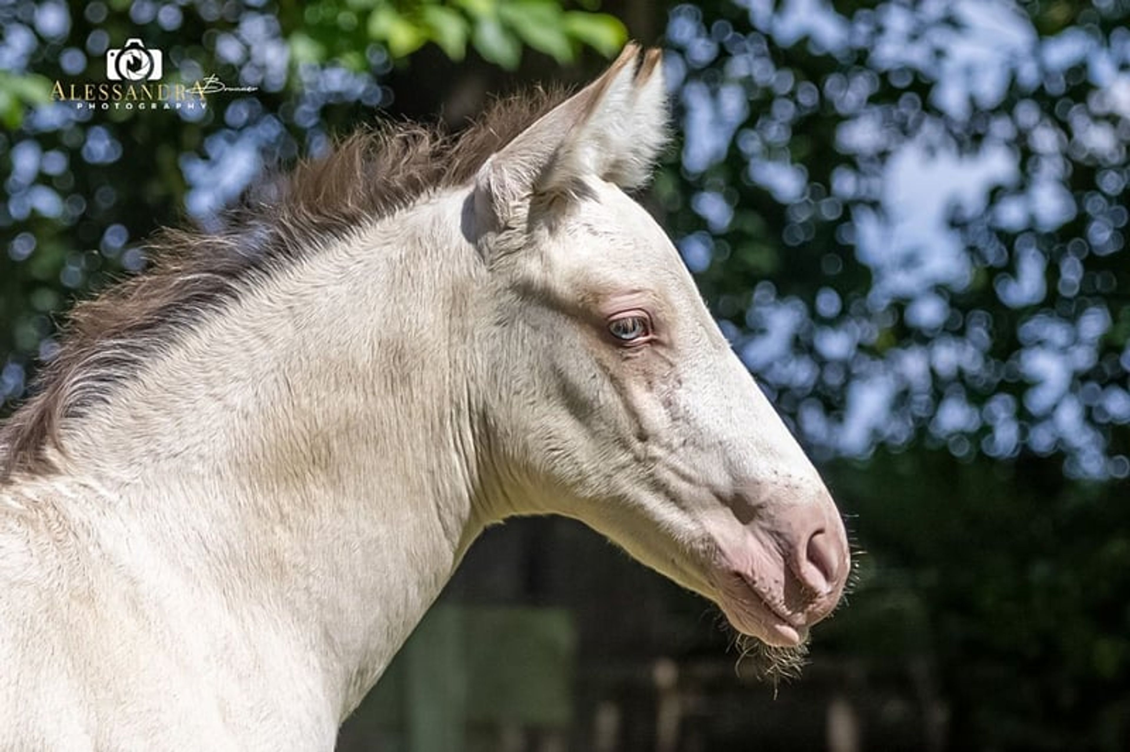 A Kizz To Remember – Azteca Stallion, 2 months old, Classic Cream Champagne - Image 3