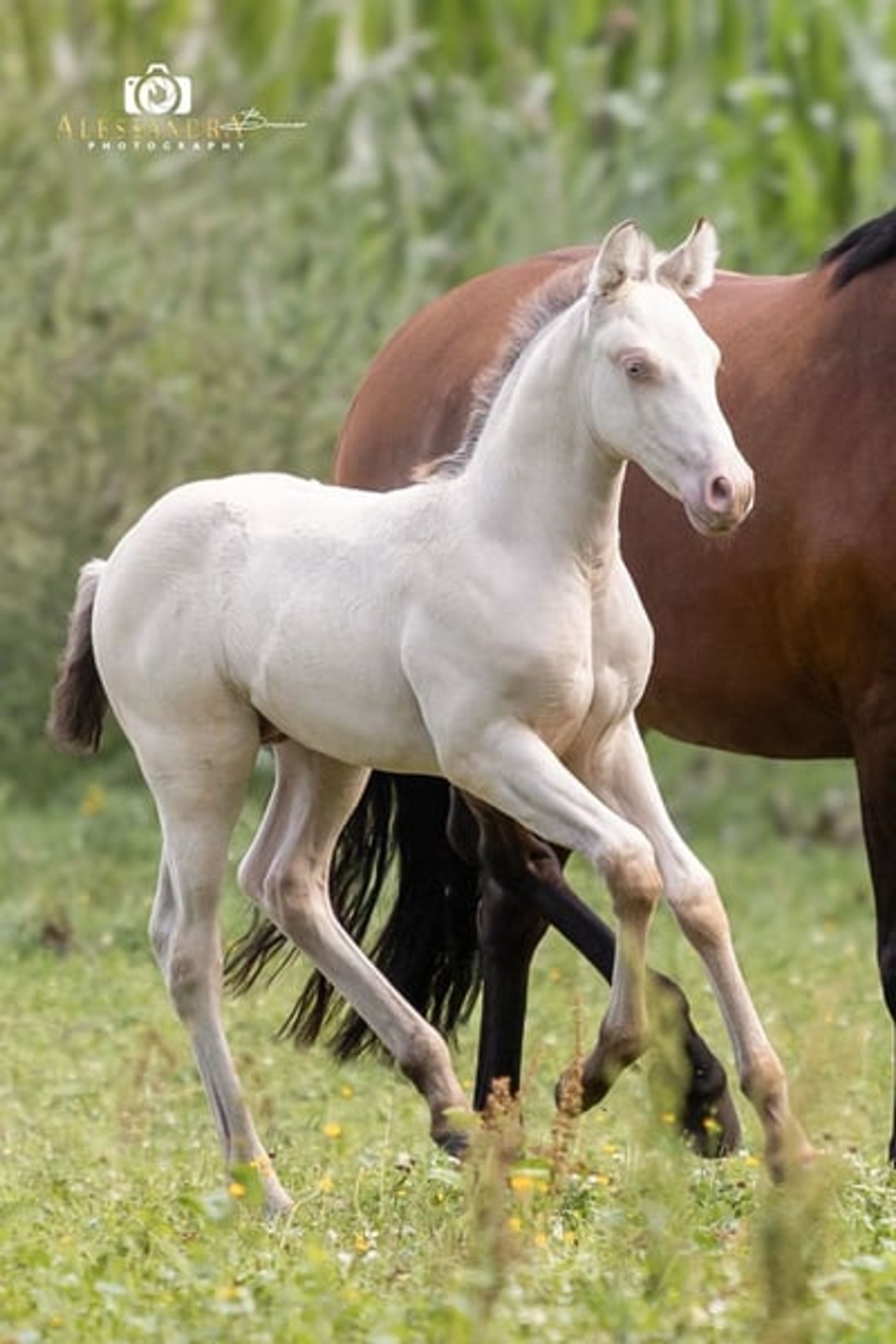 A Kizz To Remember – Azteca Stallion, 2 months old, Classic Cream Champagne - Image 4