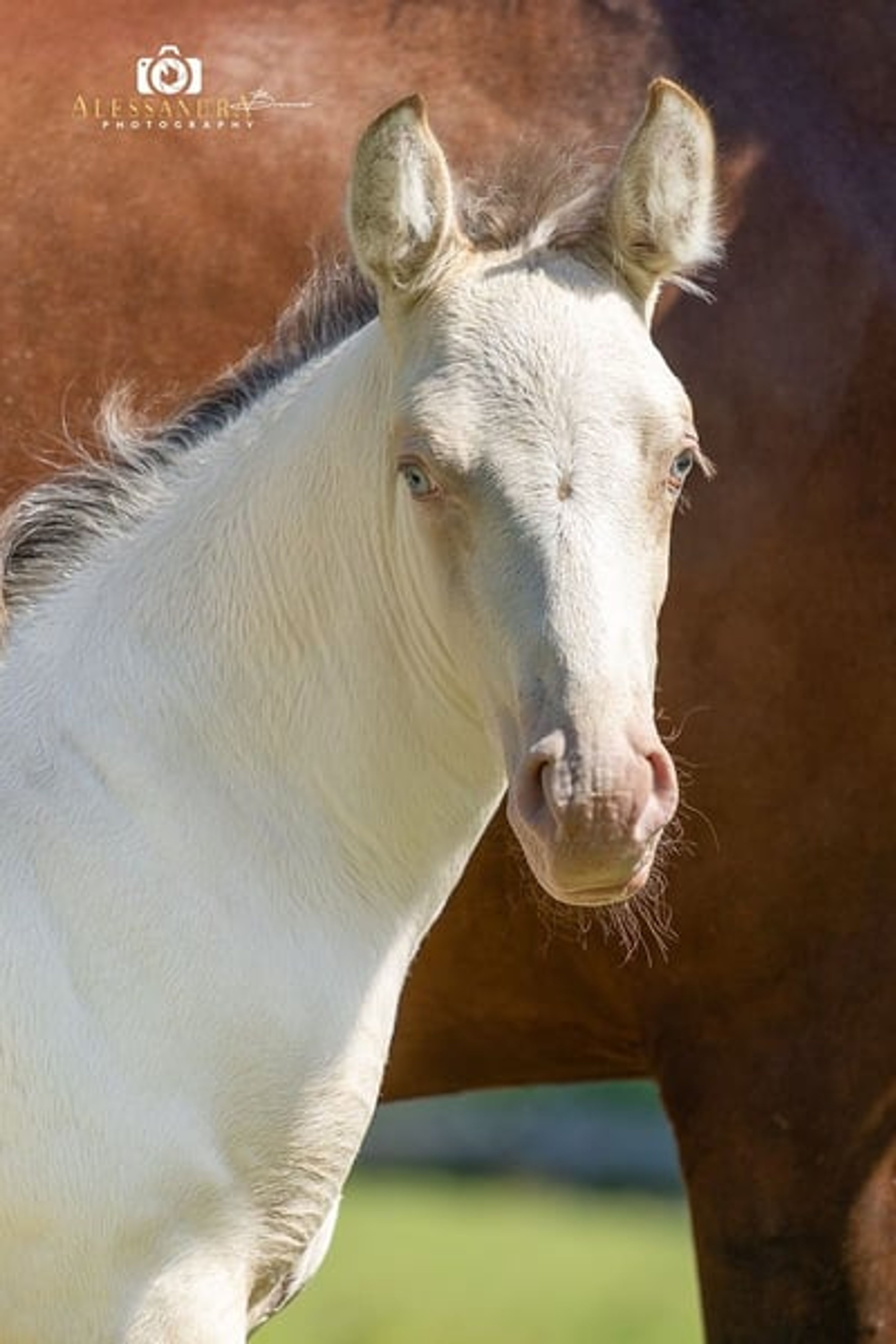 A Kizz To Remember – Azteca Stallion, 2 months old, Classic Cream Champagne - Image 5