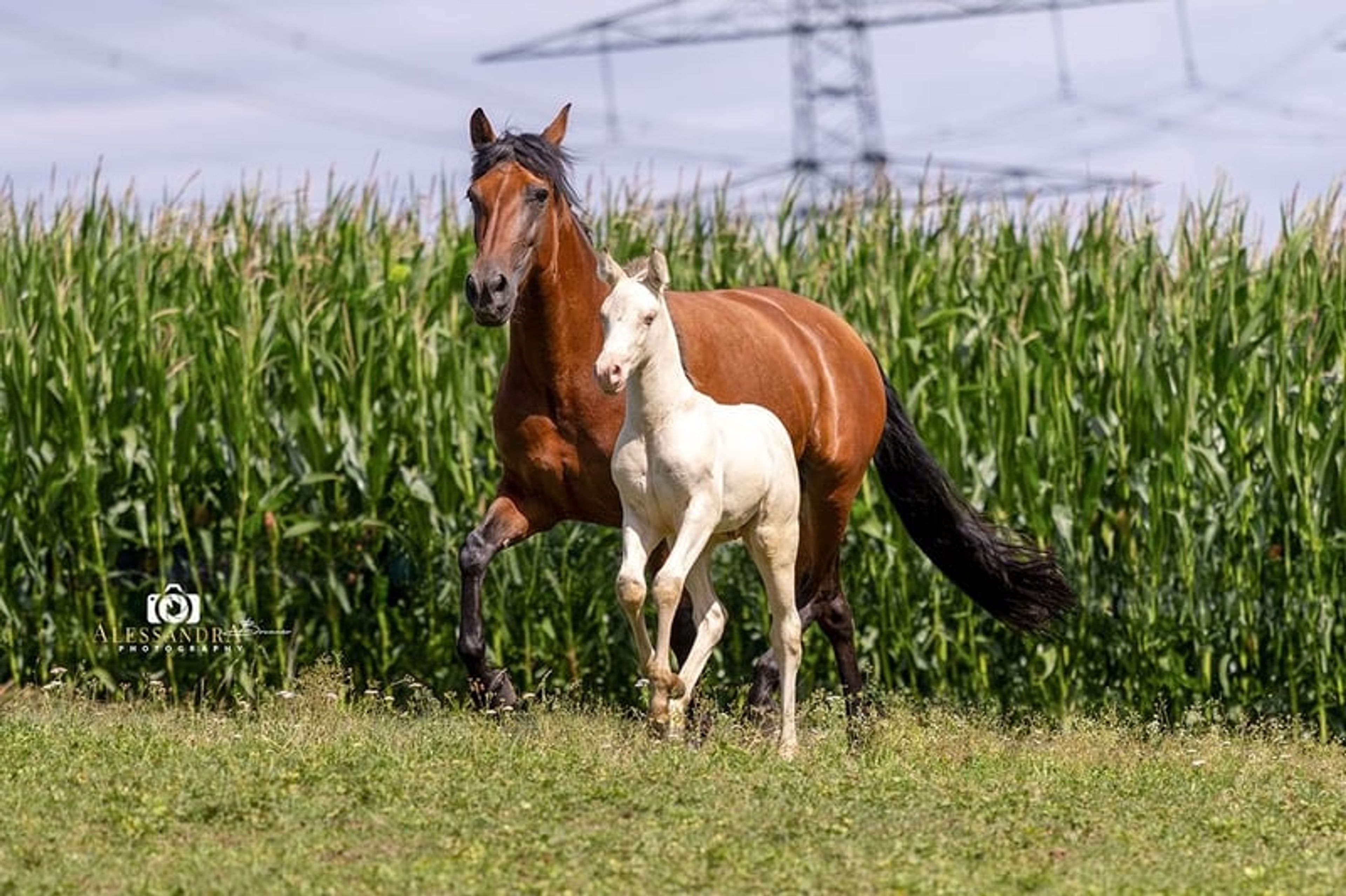 A Kizz To Remember – Azteca Stallion, 2 months old, Classic Cream Champagne - Image 6