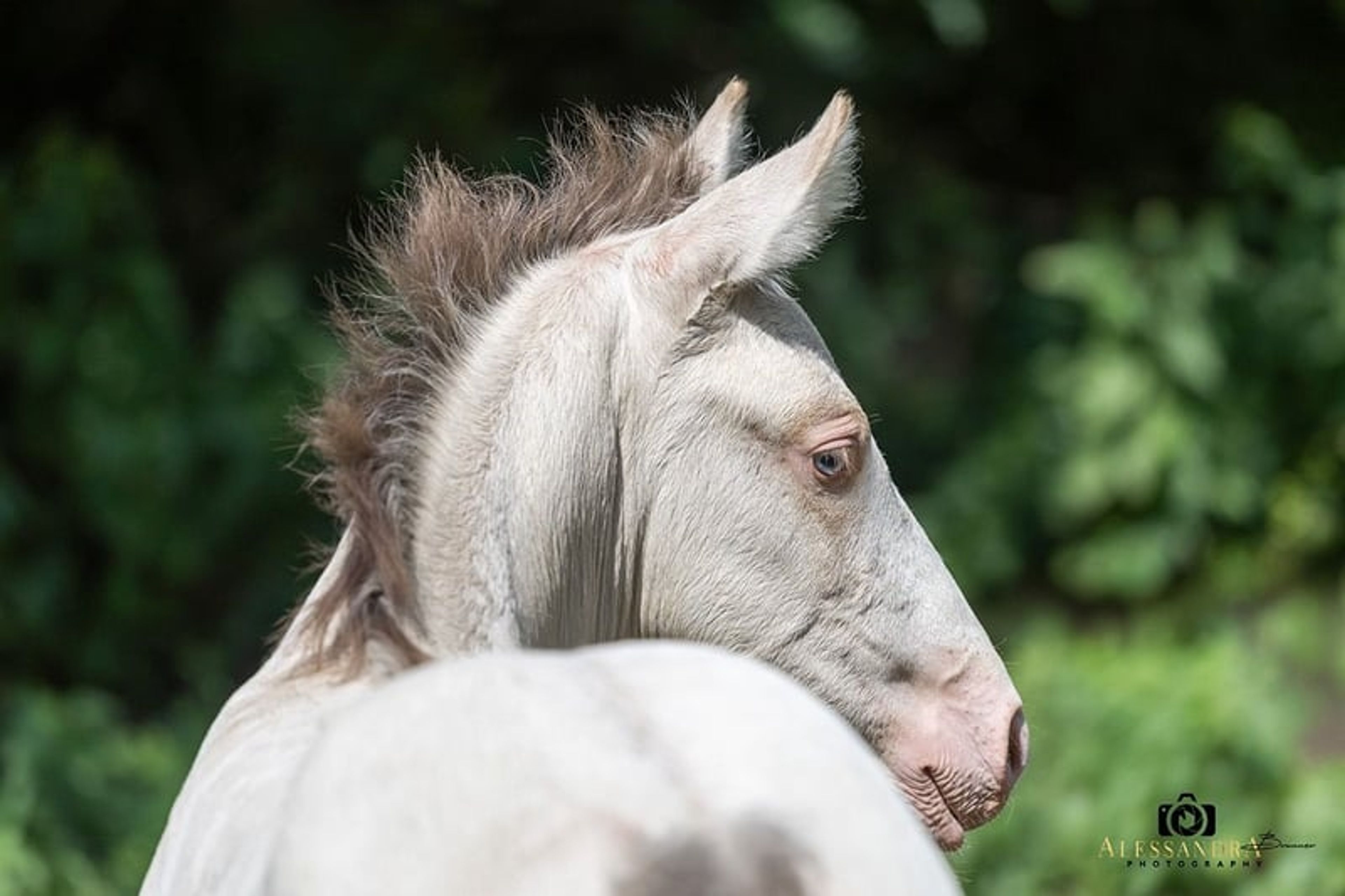 A Kizz To Remember – Azteca Stallion, 2 months old, Classic Cream Champagne - Image 7