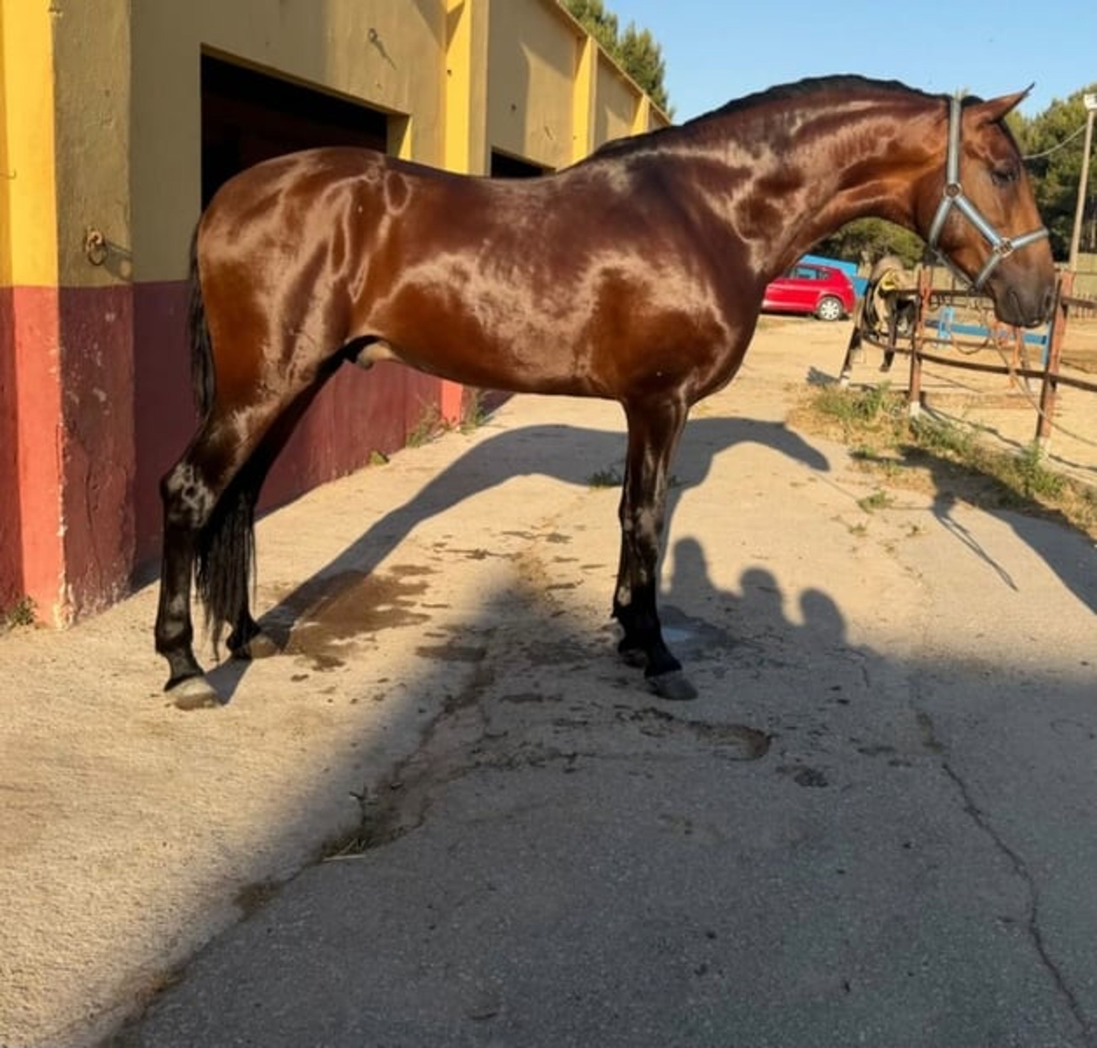 Stallion with a spectacular passport