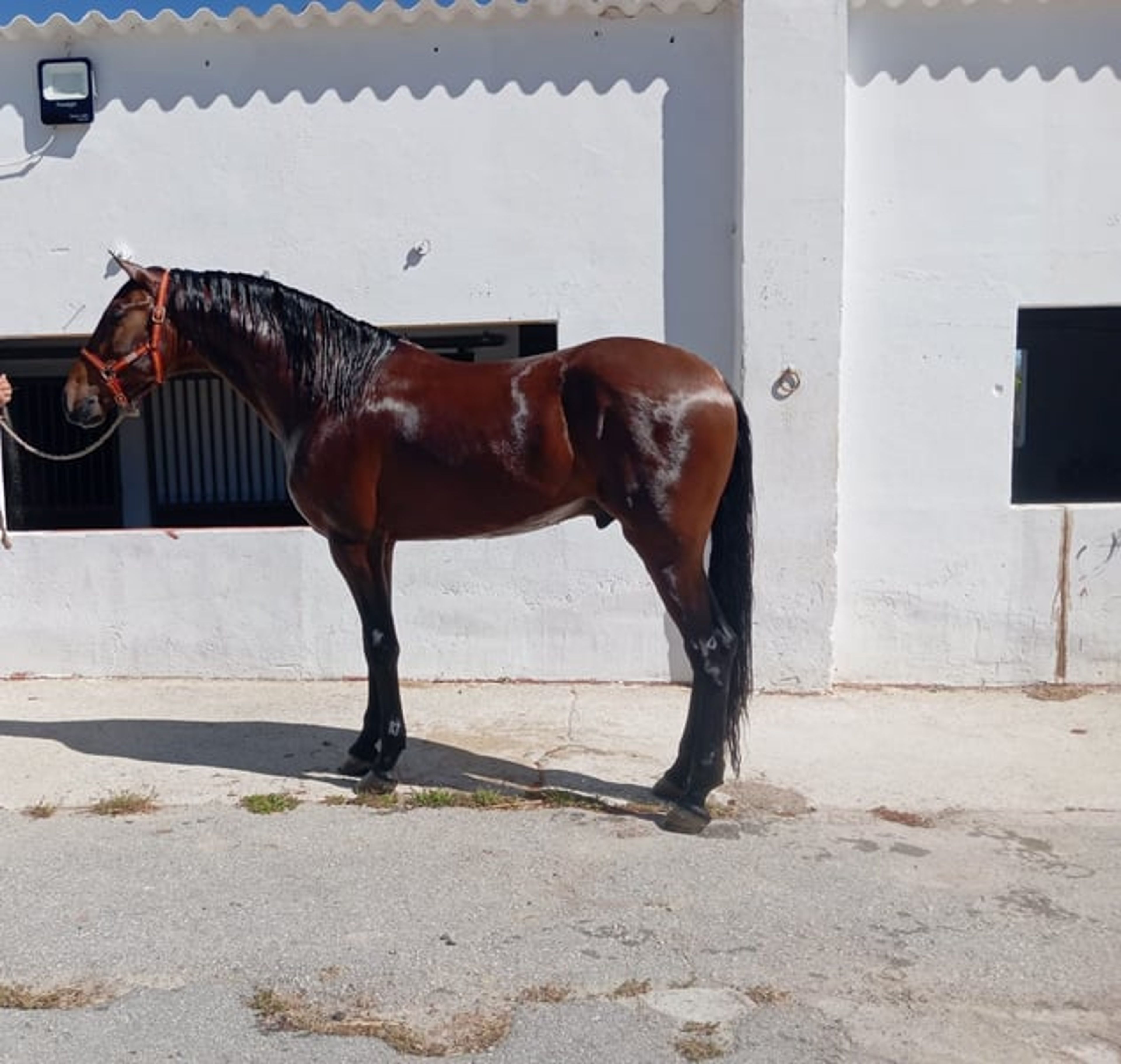 Stallion with a spectacular passport - Image 2