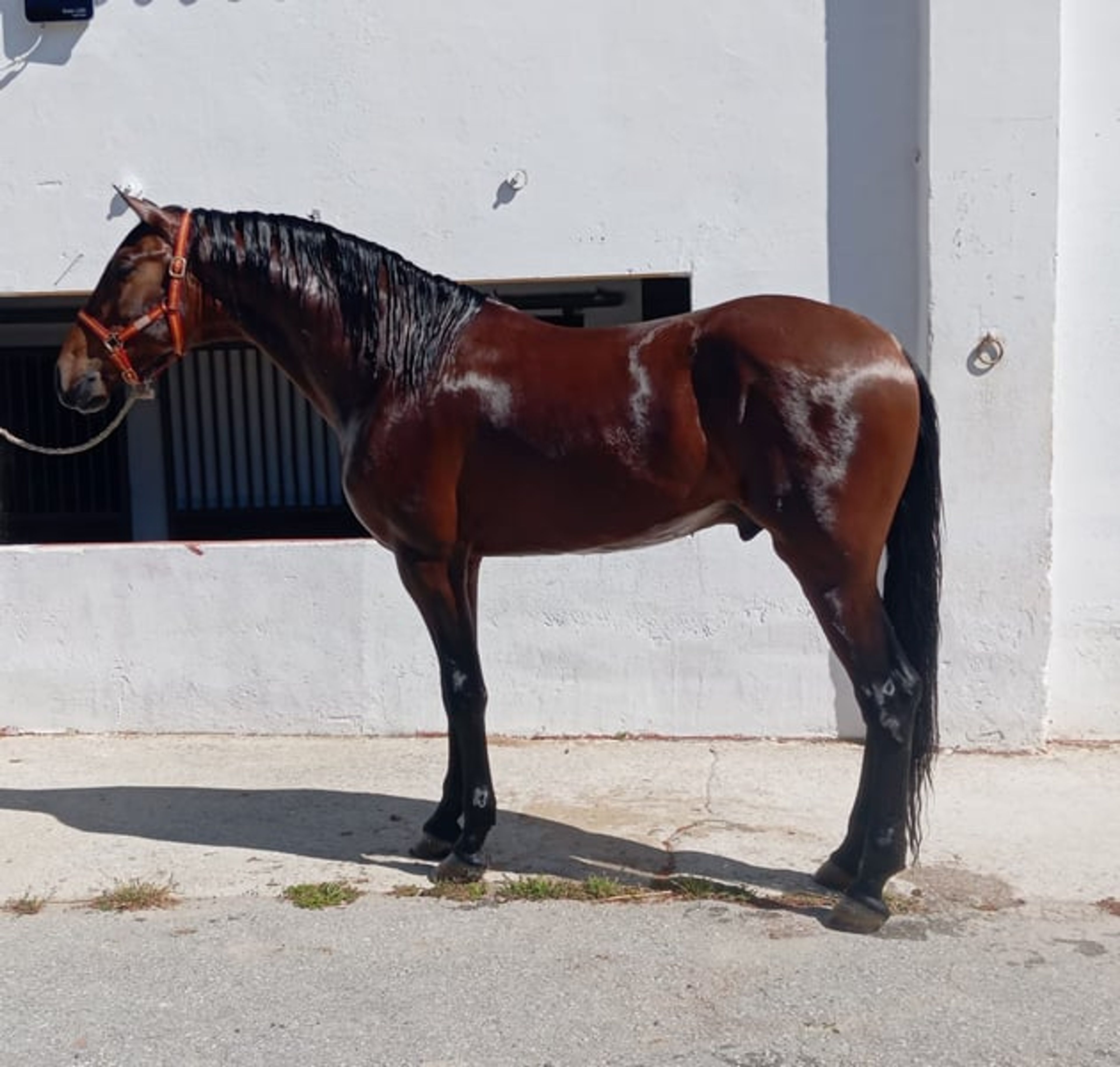 Stallion with a spectacular passport - Image 3
