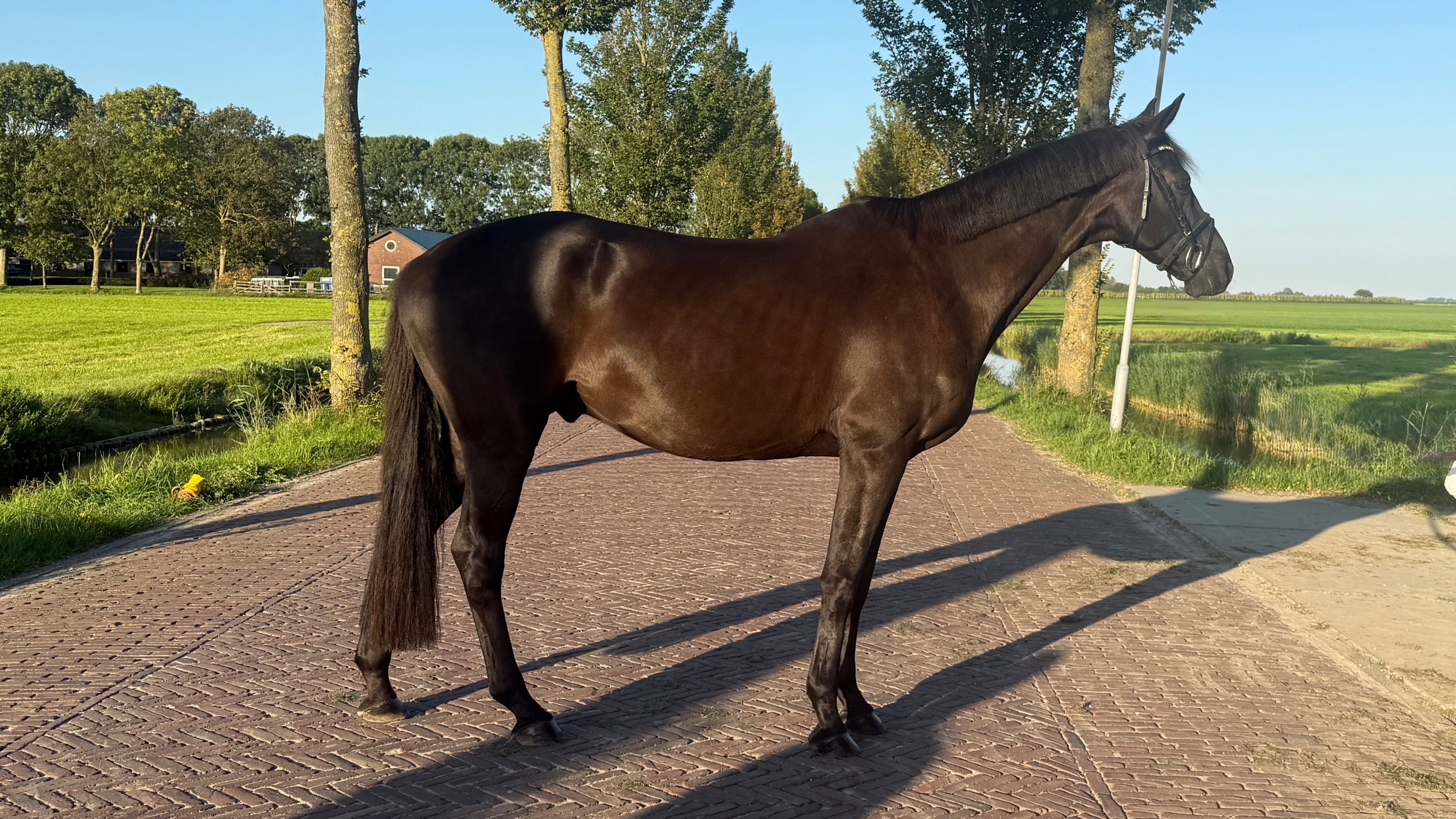 Rocket milli - Image 6