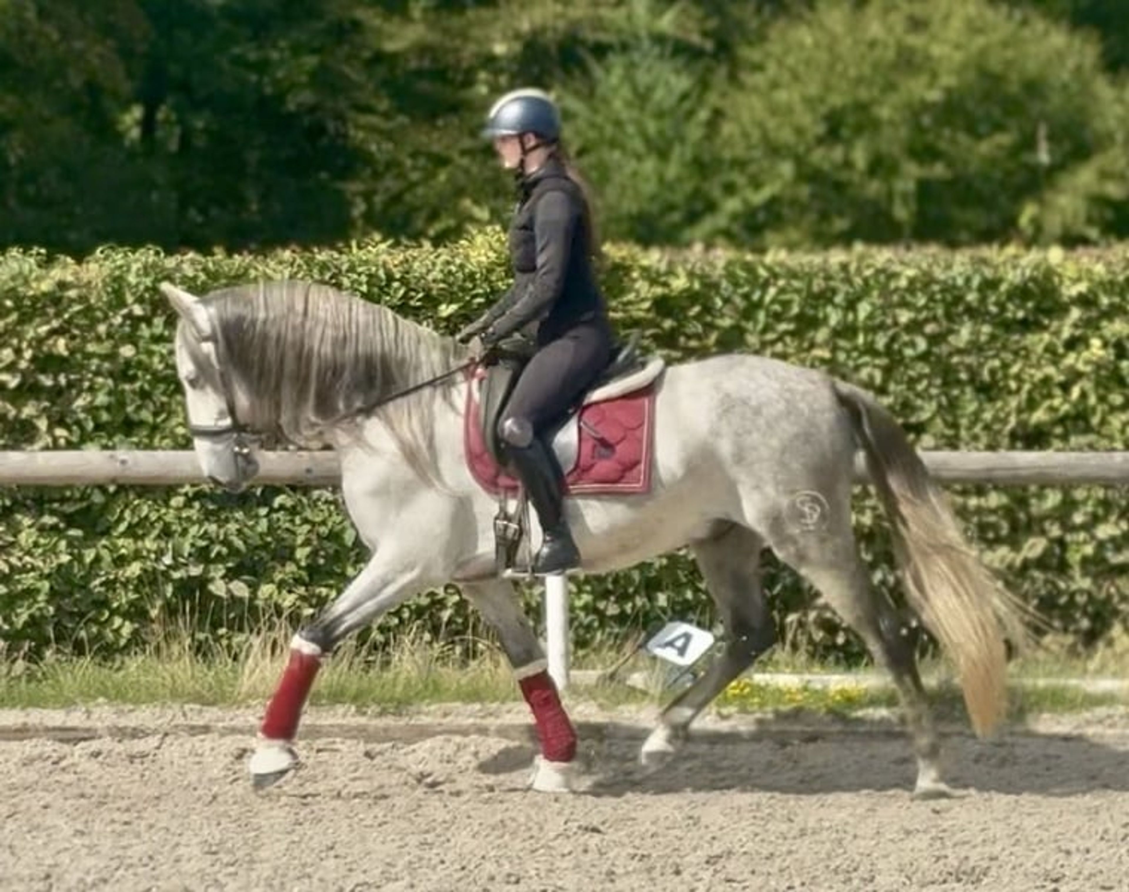 Beautiful grey gelding, PRE (Pure Spanish Breed), Andalusian