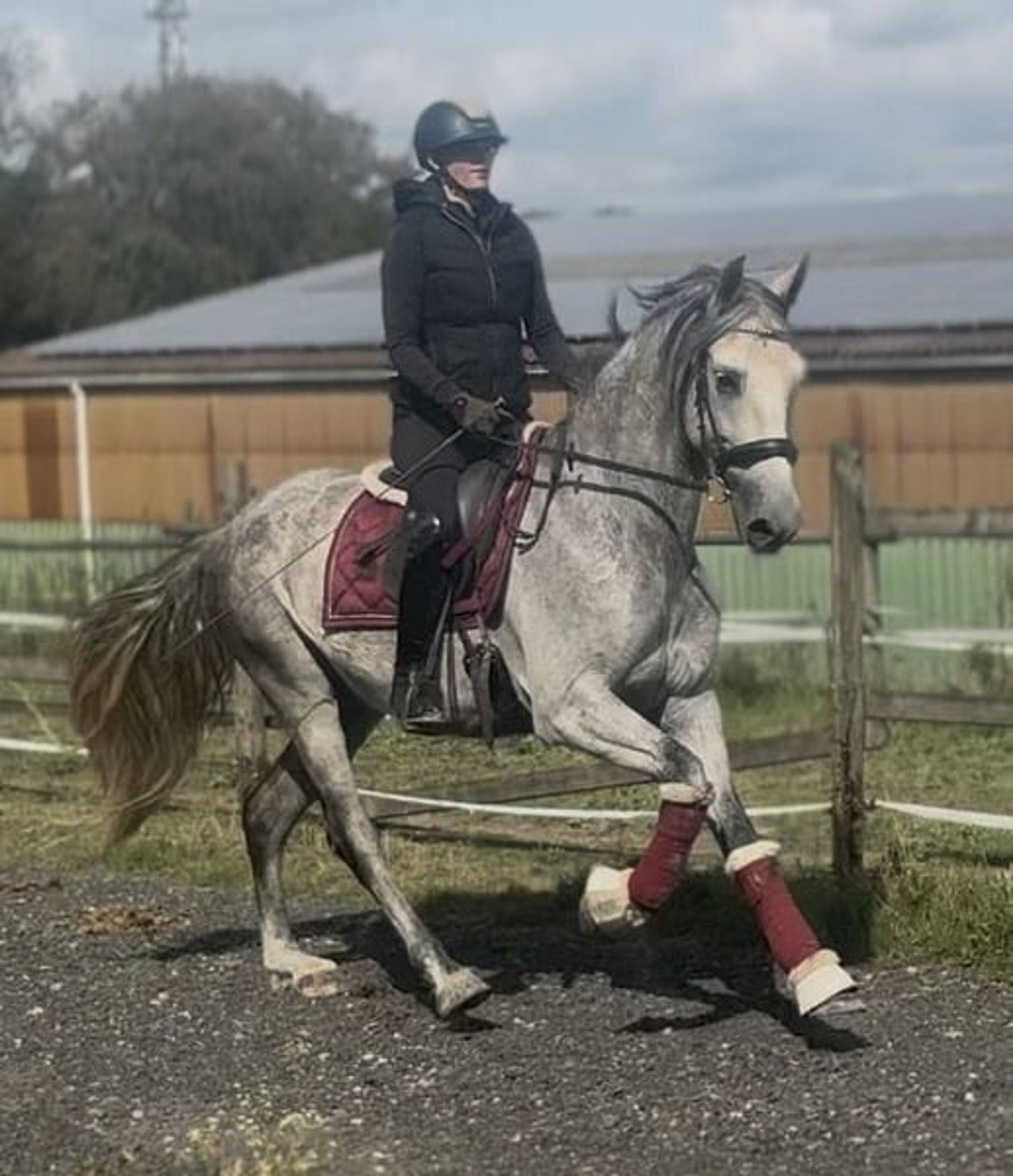 Beautiful grey gelding, PRE (Pure Spanish Breed), Andalusian - Image 2