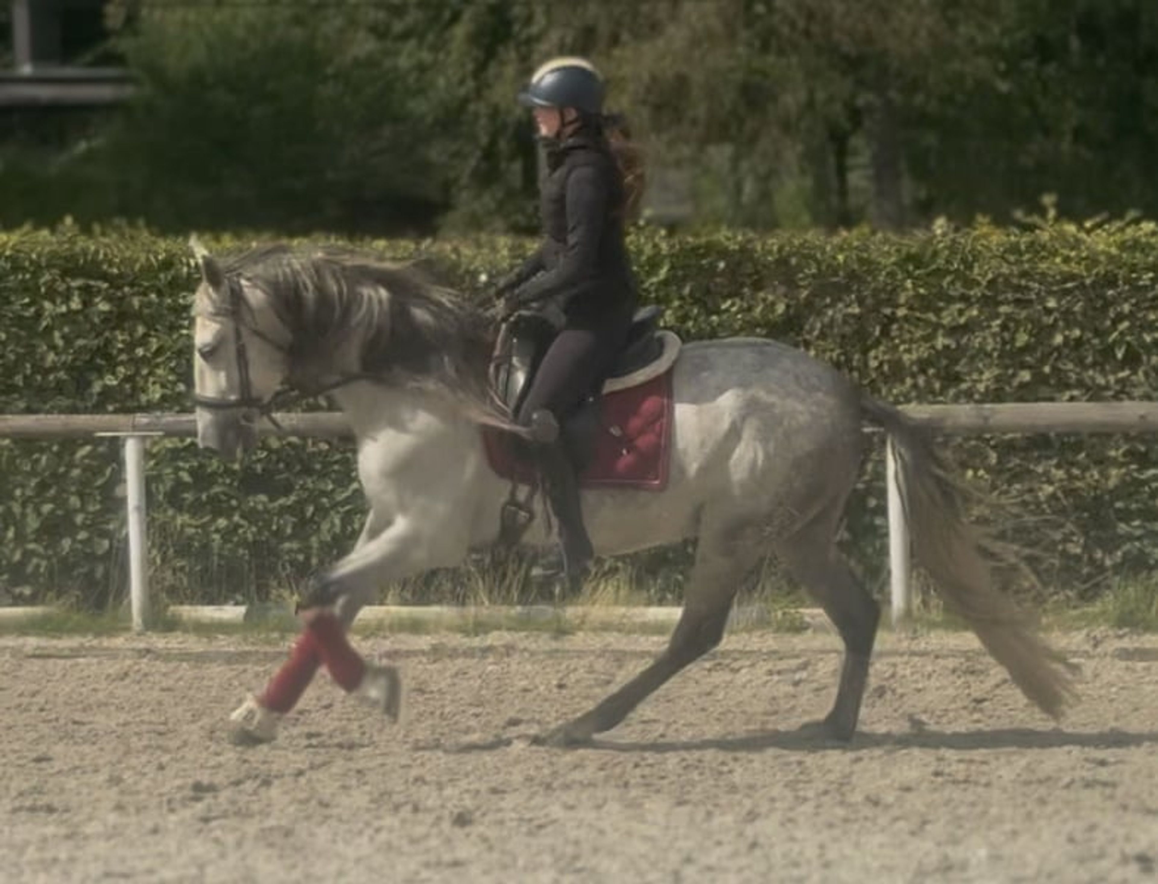 Beautiful grey gelding, PRE (Pure Spanish Breed), Andalusian - Image 3