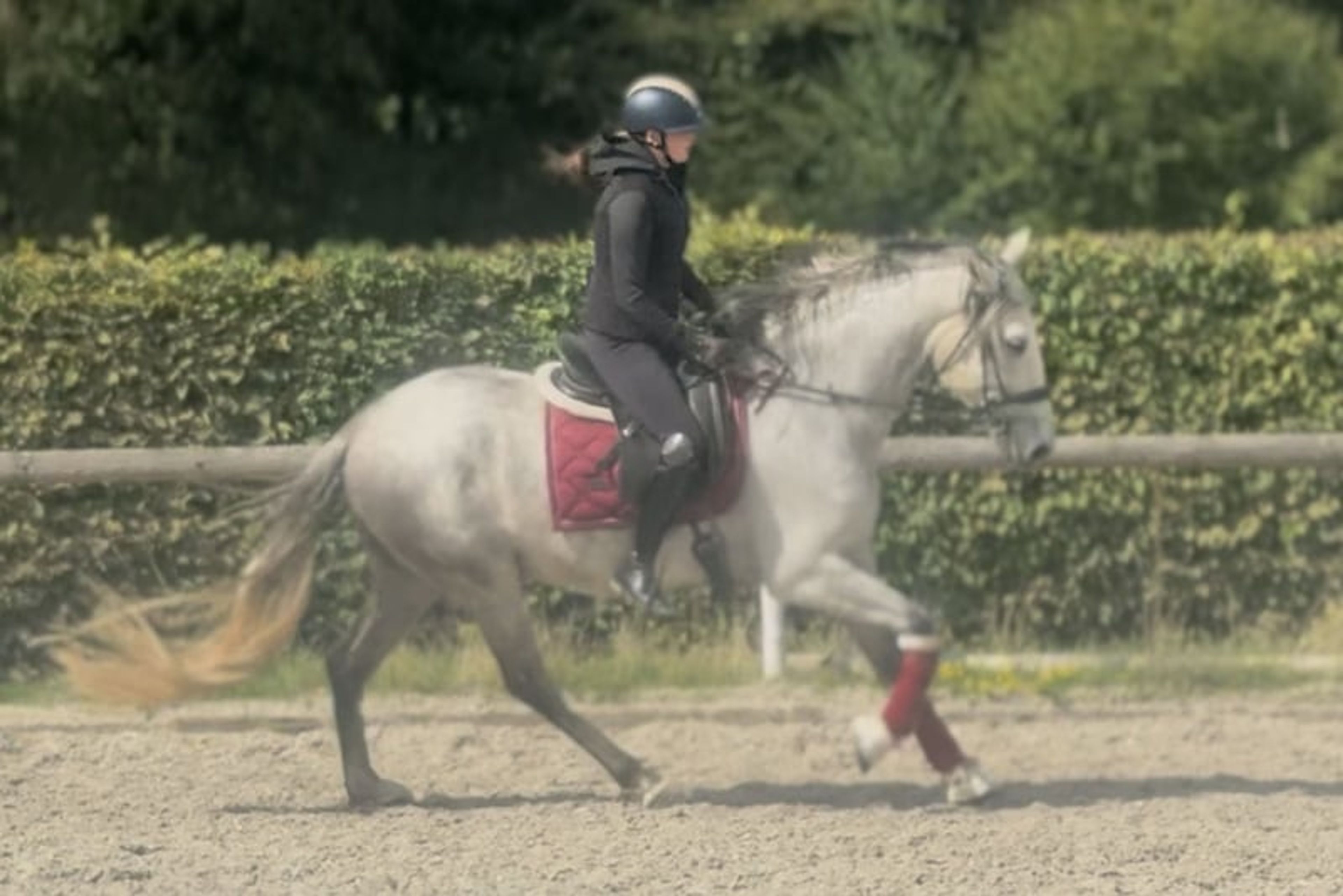 Beautiful grey gelding, PRE (Pure Spanish Breed), Andalusian - Image 4