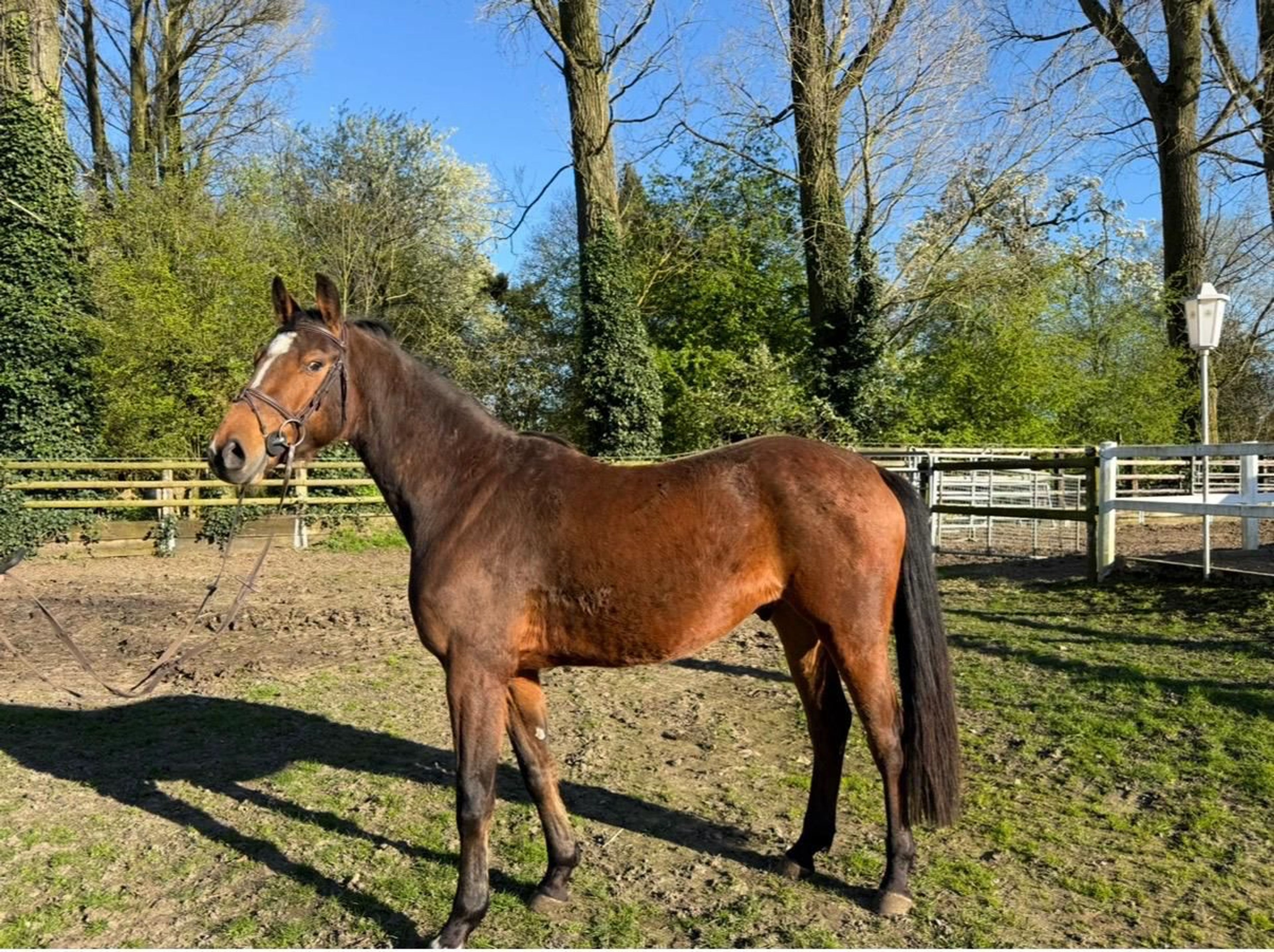 Tangelo´s Nero ☆ (TANGELO VAN DE ZUUTHOVE x NERADO) - Image 1