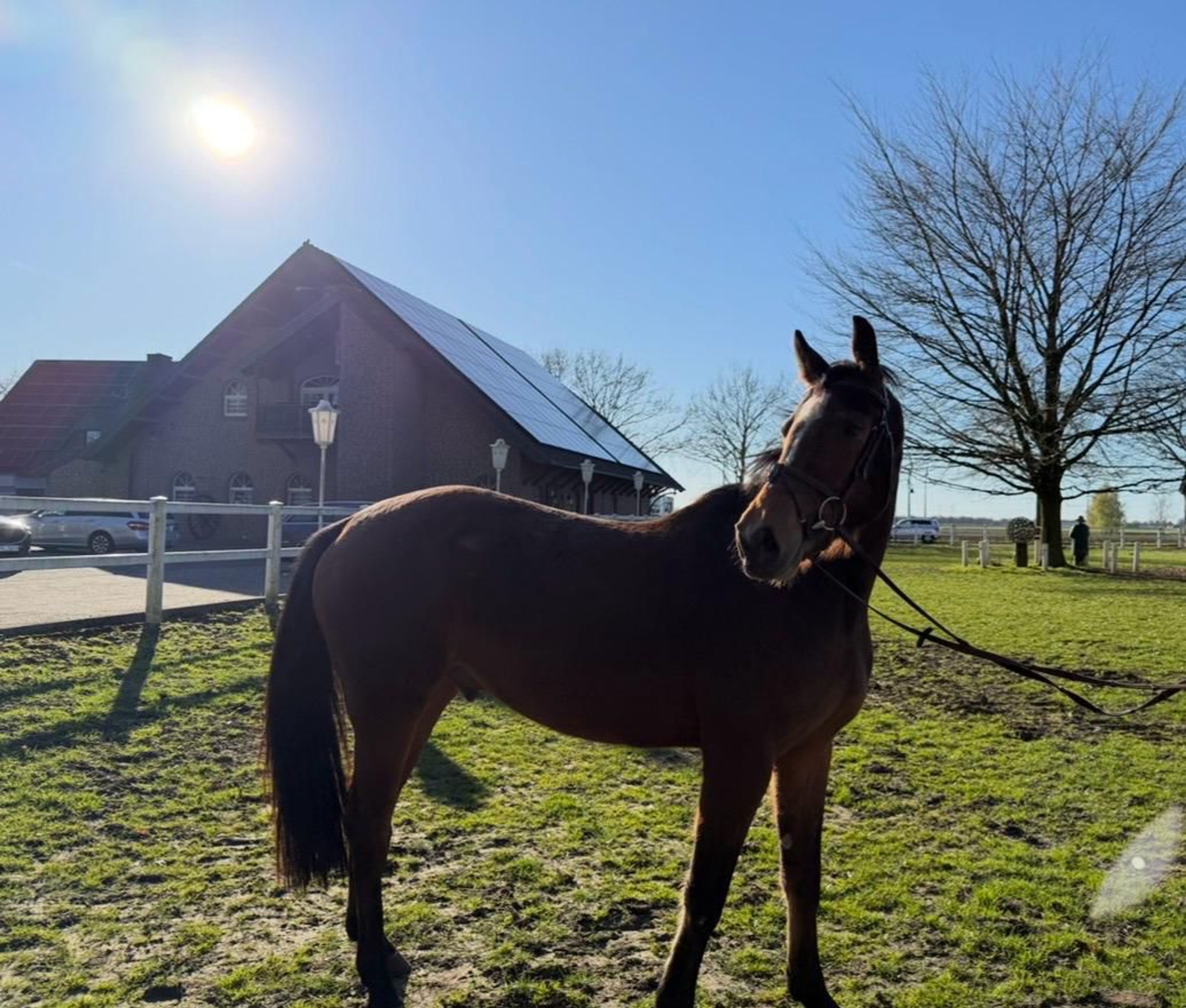 Tangelo´s Nero ☆ (TANGELO VAN DE ZUUTHOVE x NERADO) - Image 2