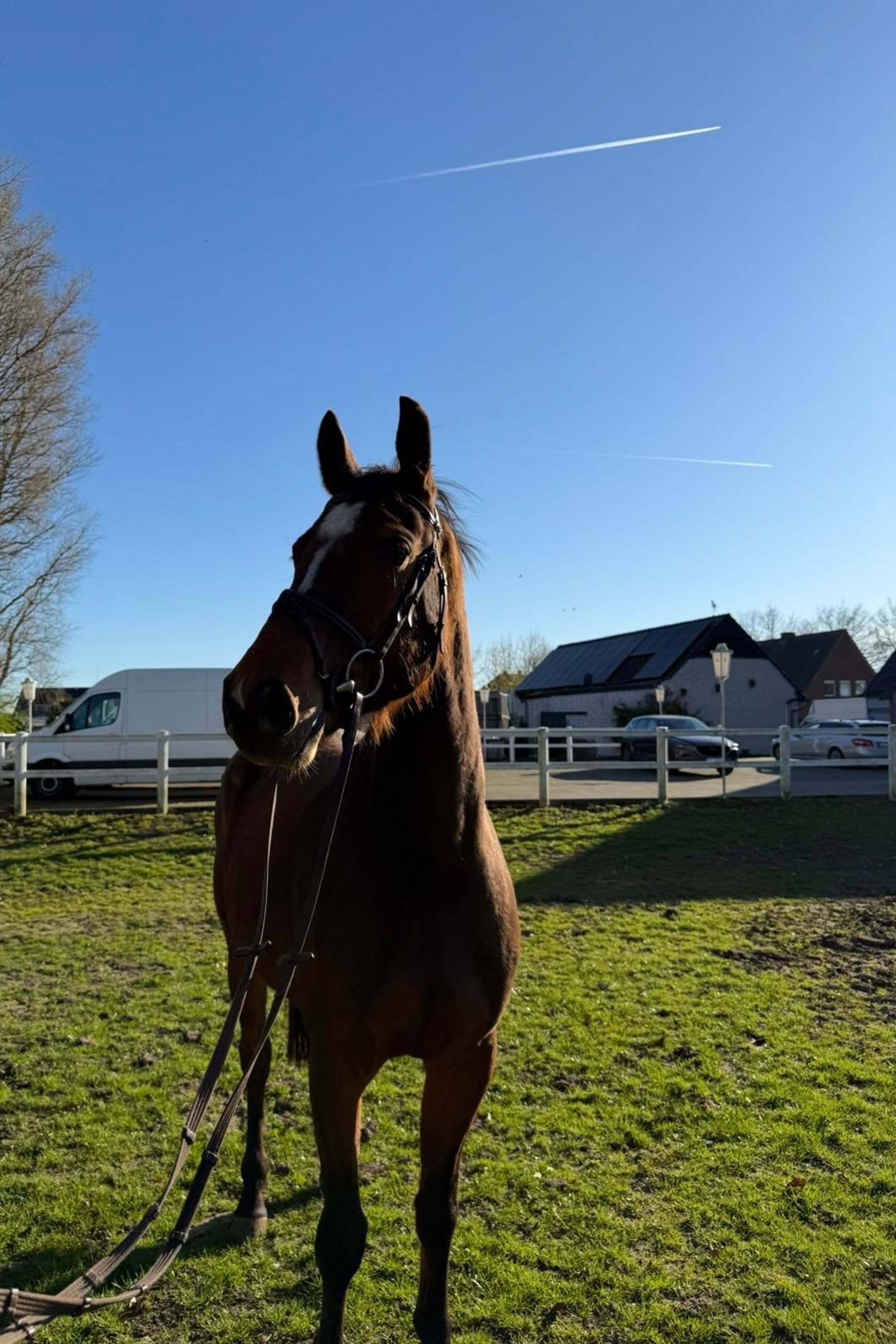 Tangelo´s Nero ☆ (TANGELO VAN DE ZUUTHOVE x NERADO) - Image 3