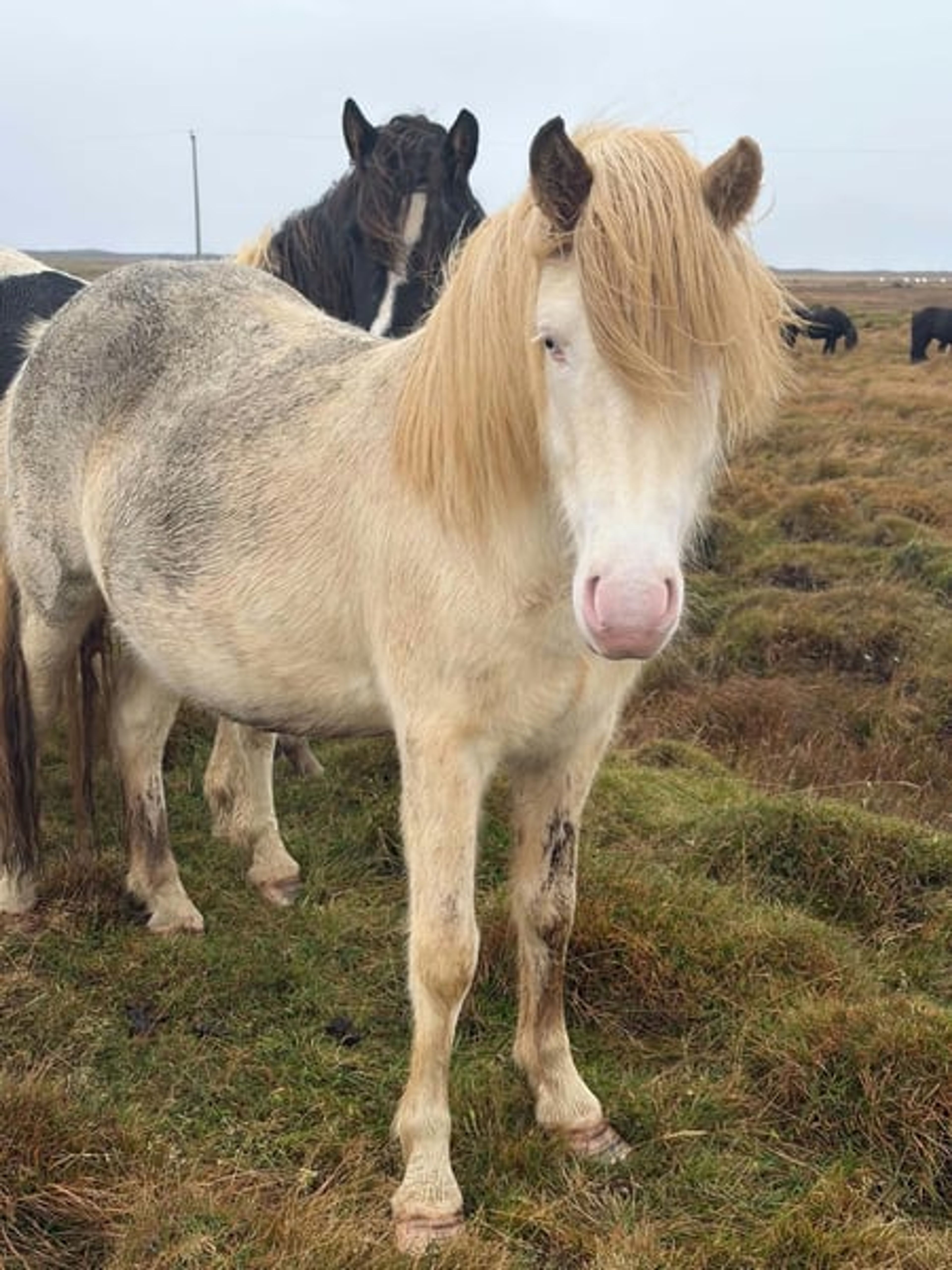 Breeding package from Iceland – in foal to the colour-changing stallion